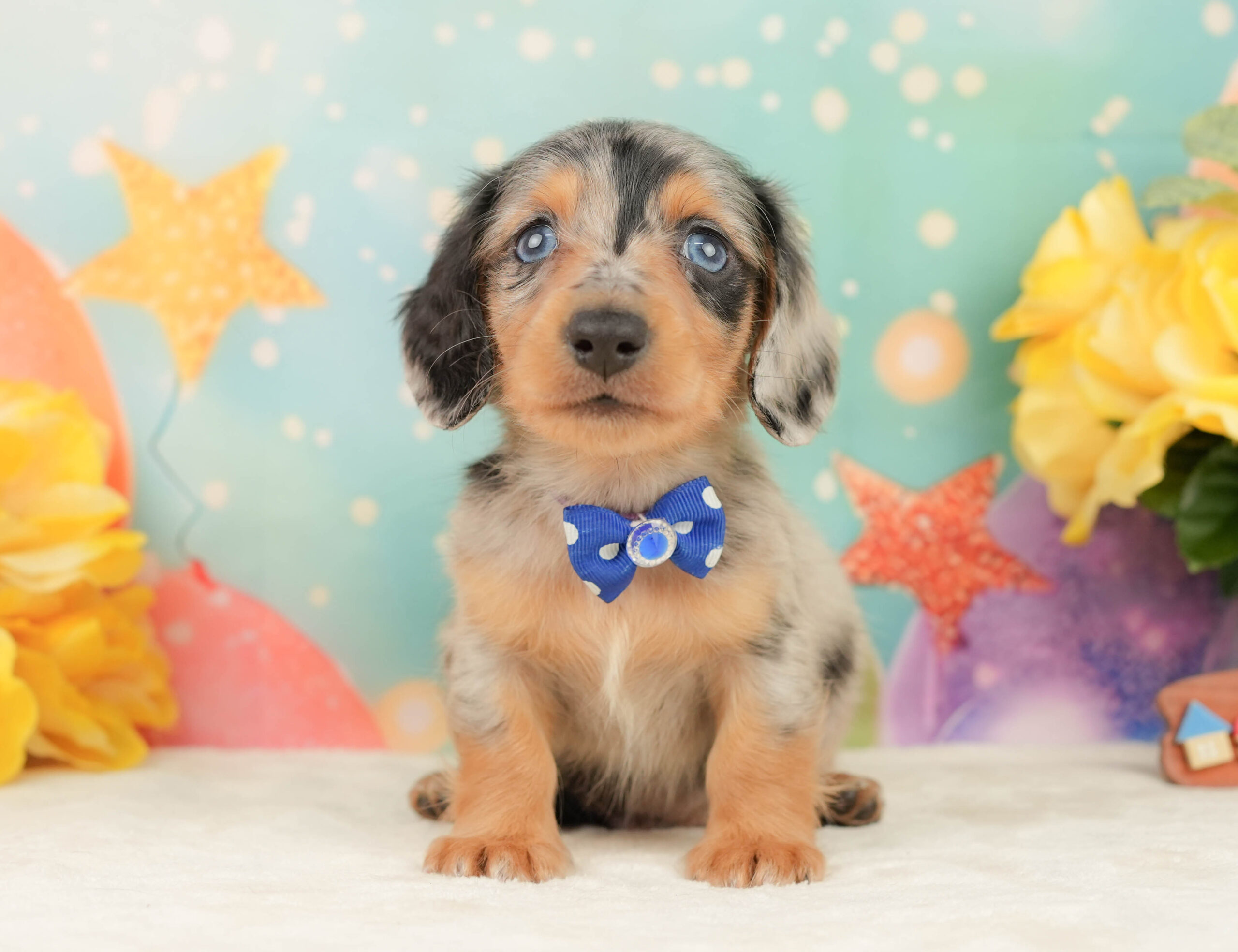 ミニチュア・ダックスフンド(ロング) | 男の子 | シルバーダップル | 2026年1月19日