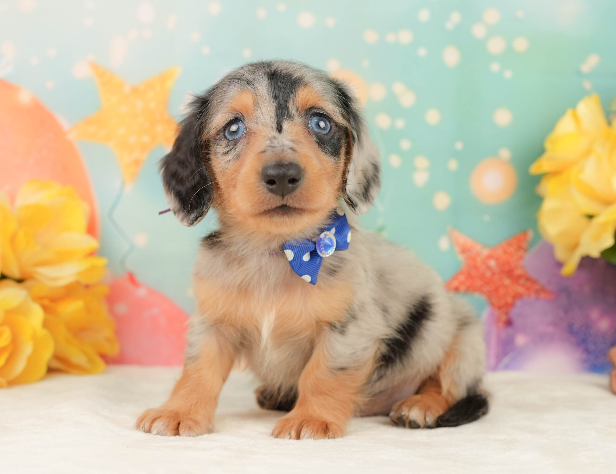 ミニチュア・ダックスフンド(ロング) | 男の子 | シルバーダップル | 2026年1月19日