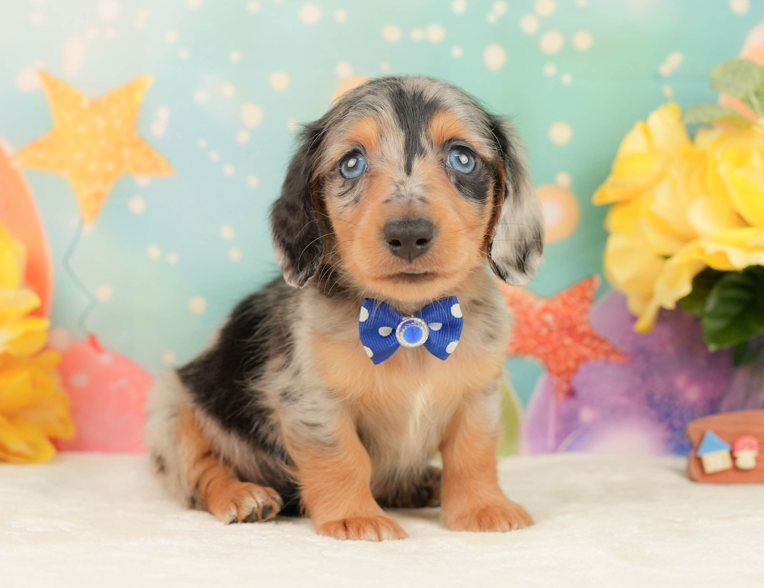 ミニチュア・ダックスフンド(ロング) | 男の子 | シルバーダップル | 2026年1月19日