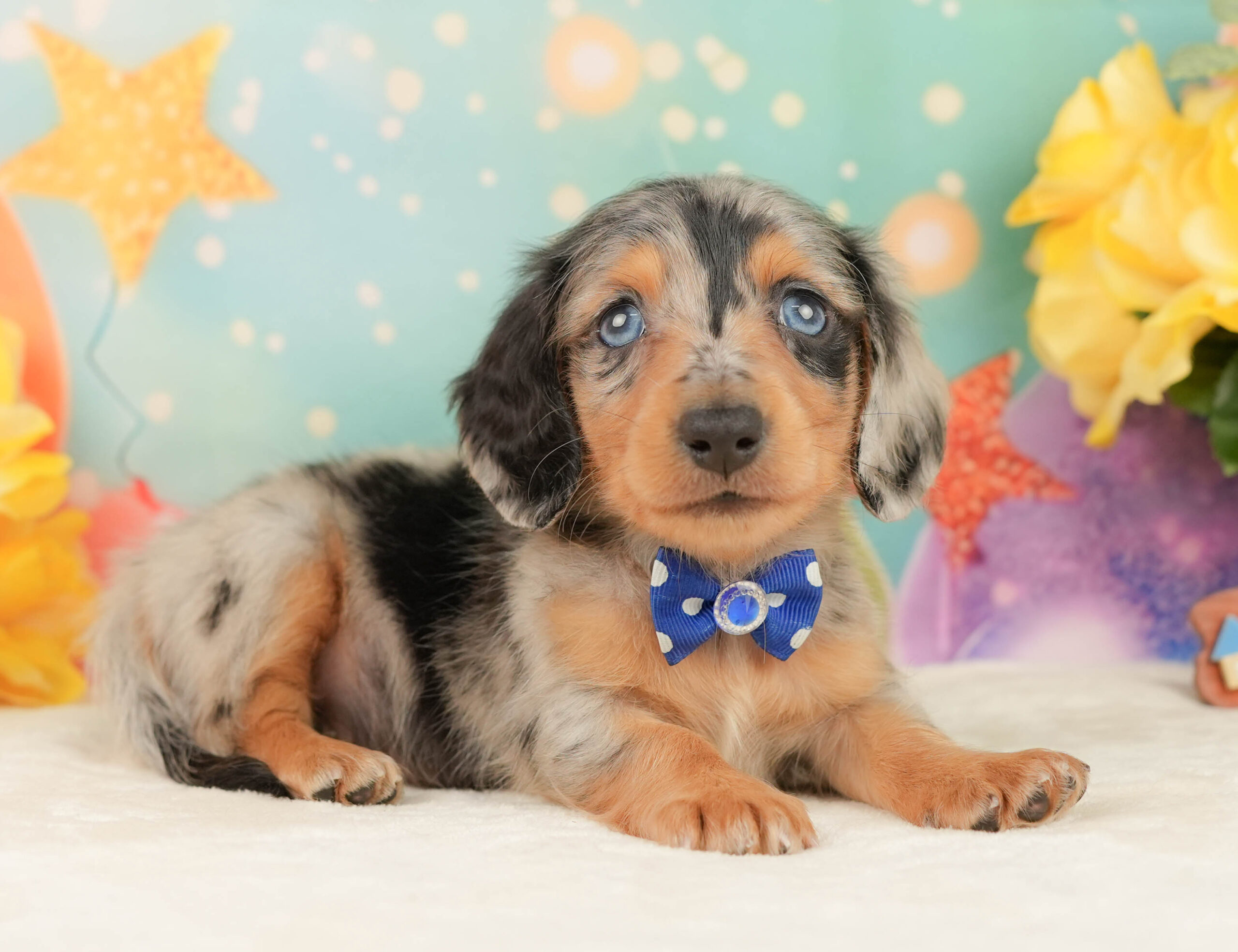 ミニチュア・ダックスフンド(ロング) | 男の子 | シルバーダップル | 2026年1月19日