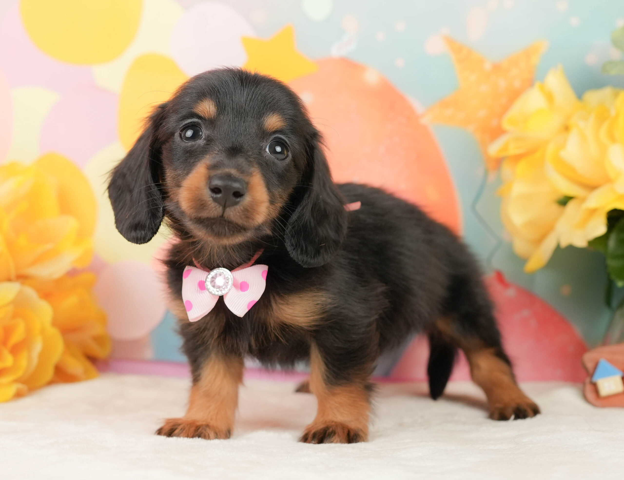 ミニチュア・ダックスフンド(ロング) | 女の子 | ブラックタン | 2026年1月19日