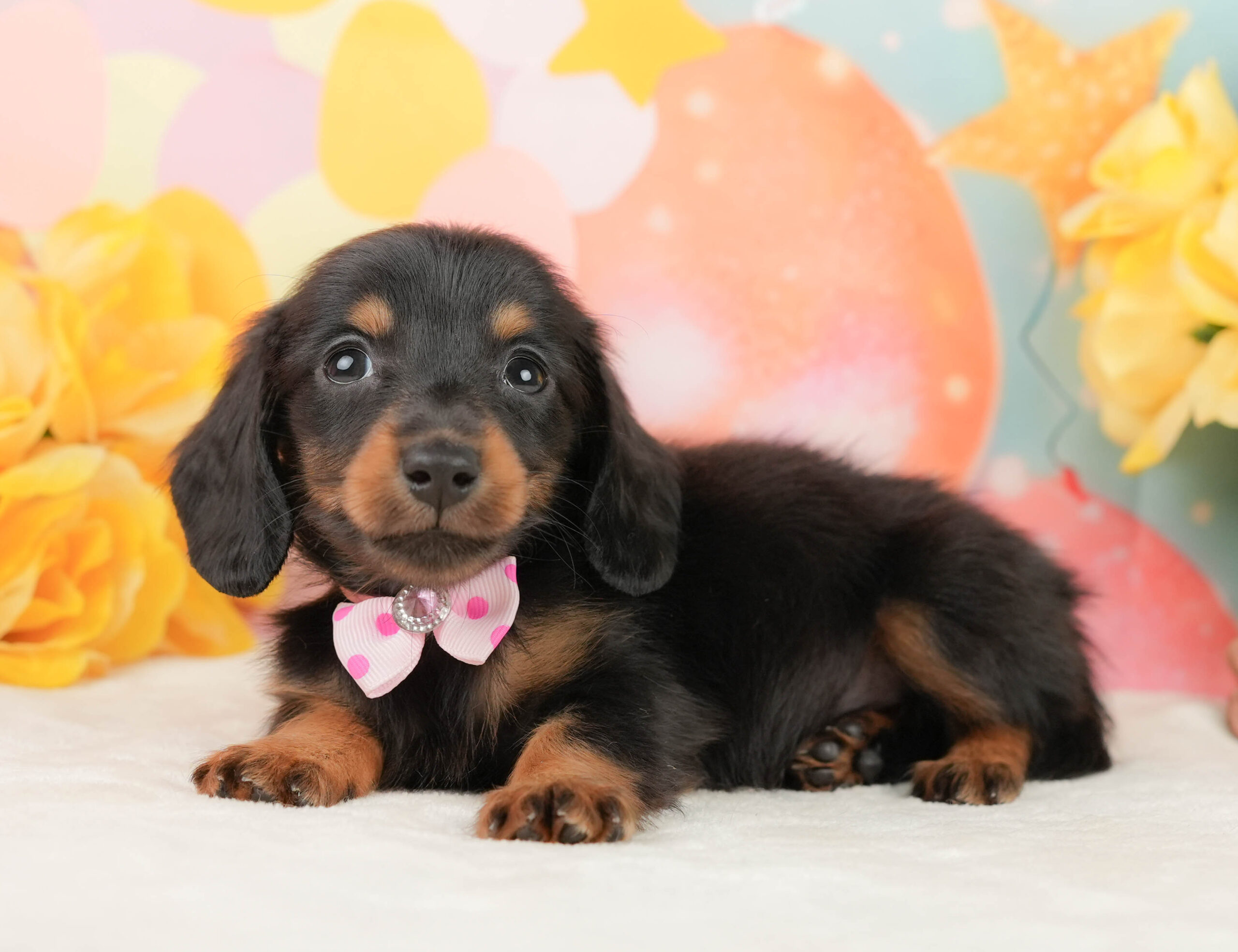 ミニチュア・ダックスフンド(ロング) | 女の子 | ブラックタン | 2026年1月19日