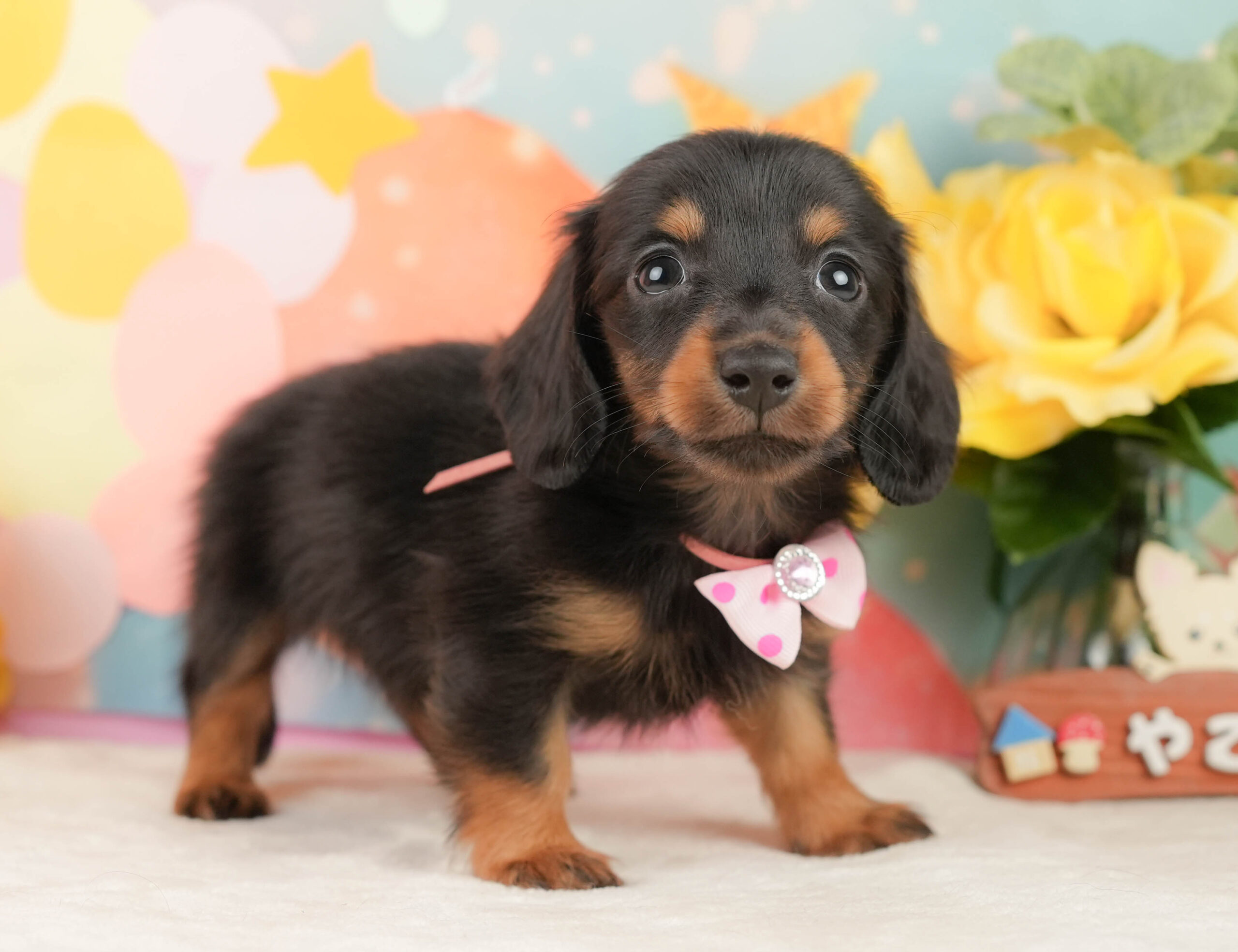 ミニチュア・ダックスフンド(ロング) | 女の子 | ブラックタン | 2026年1月19日