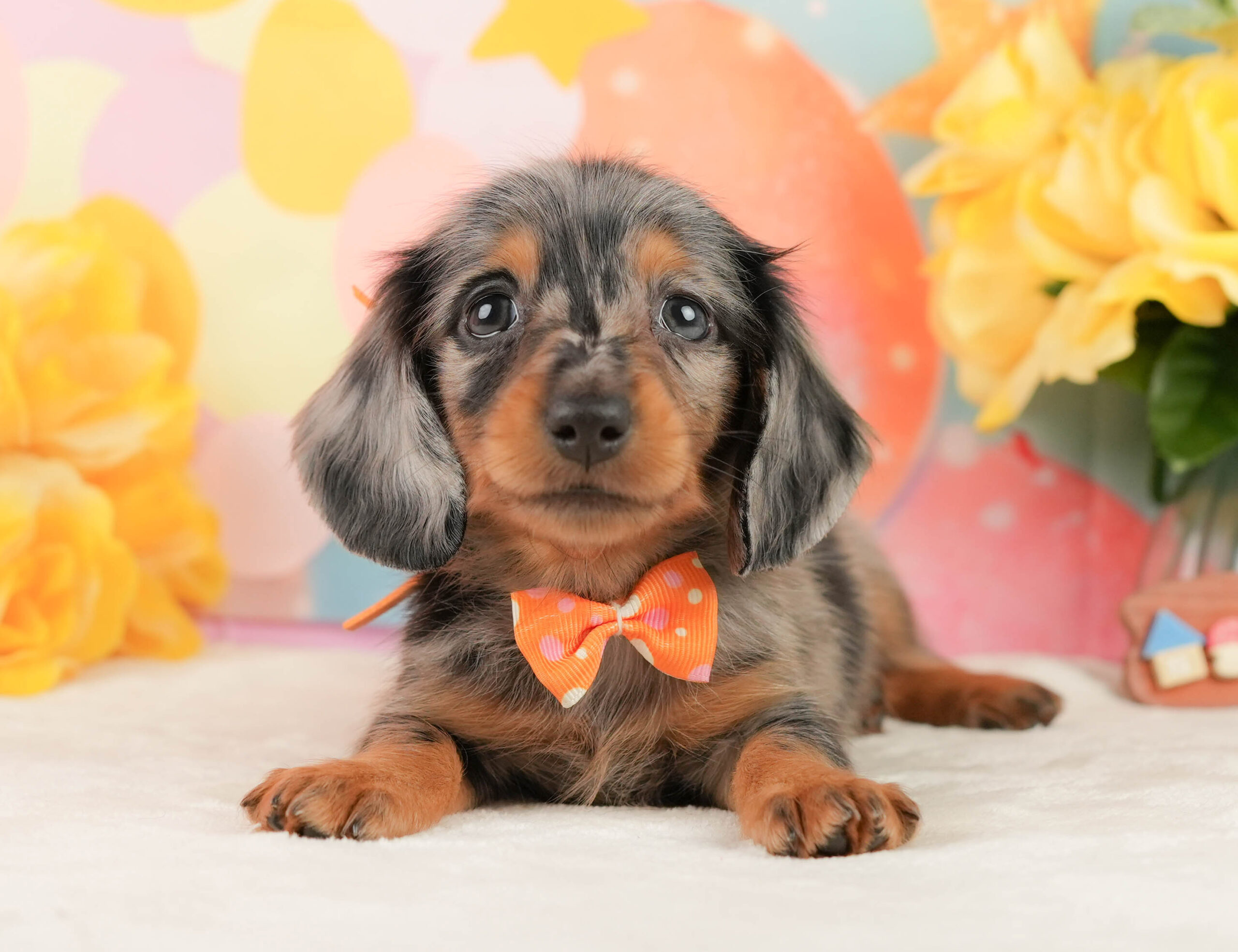 ミニチュア・ダックスフンド(ロング) | 女の子 | シルバーダップル | 2026年1月19日