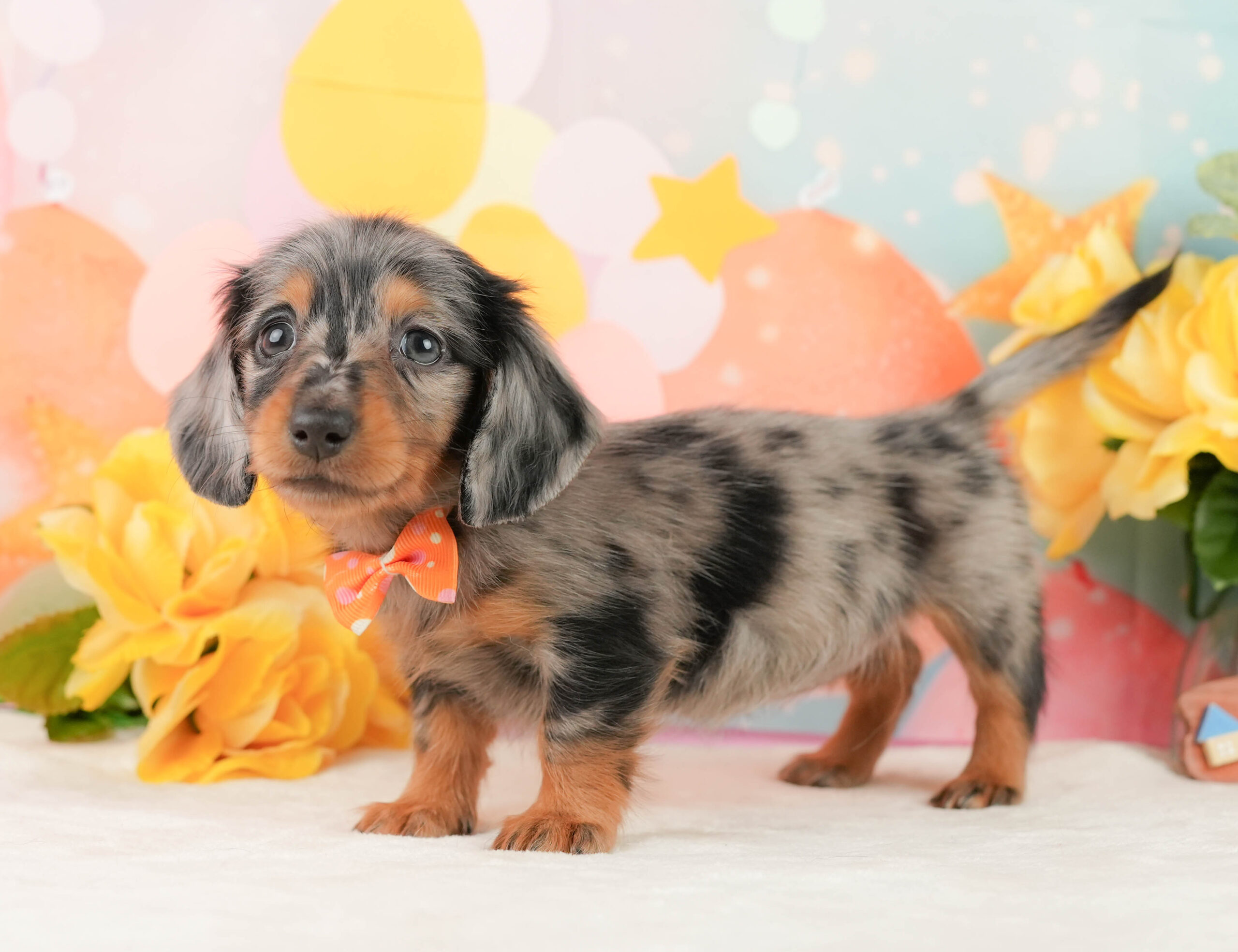 ミニチュア・ダックスフンド(ロング) | 女の子 | シルバーダップル | 2026年1月19日