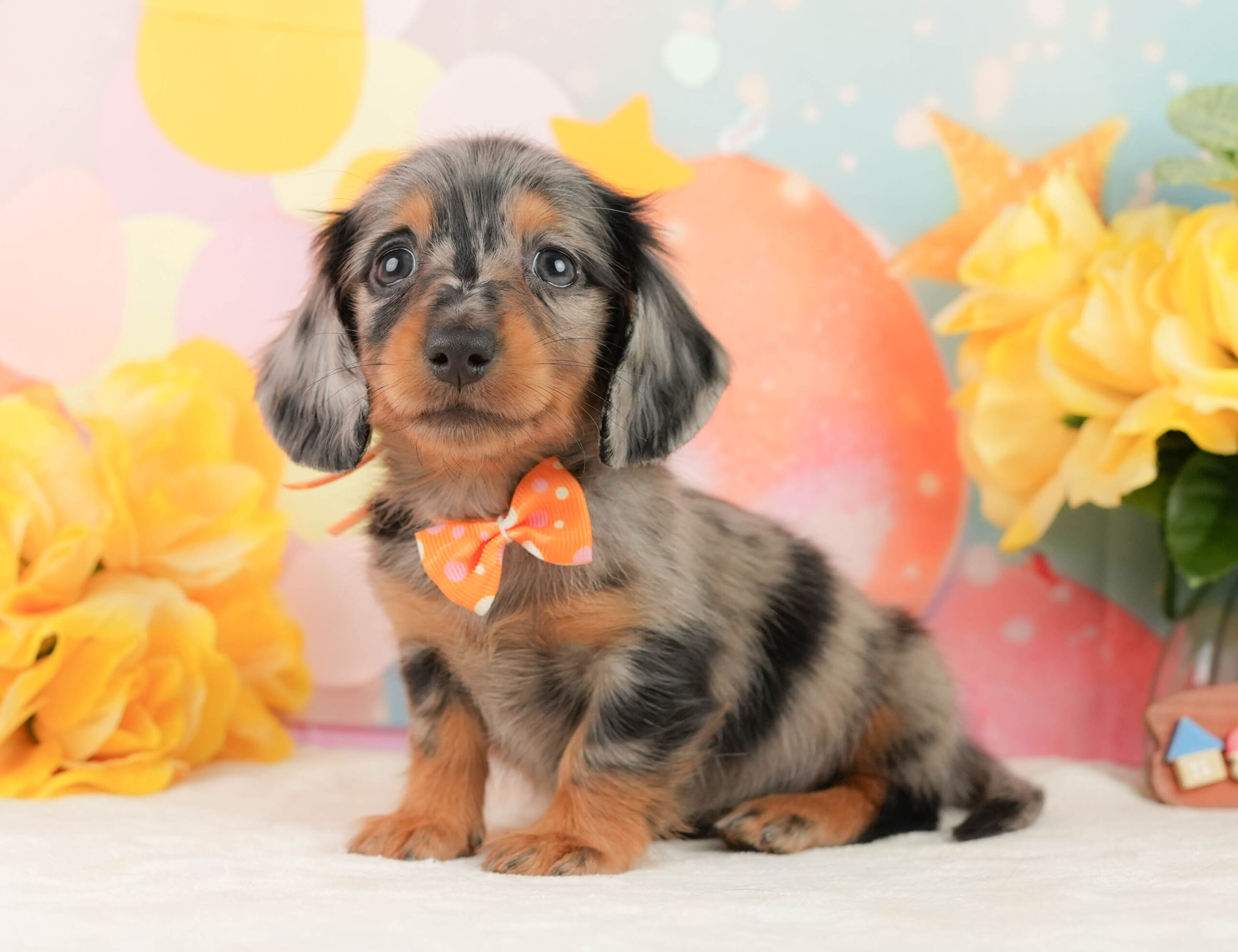 ミニチュア・ダックスフンド(ロング) | 女の子 | シルバーダップル | 2026年1月19日