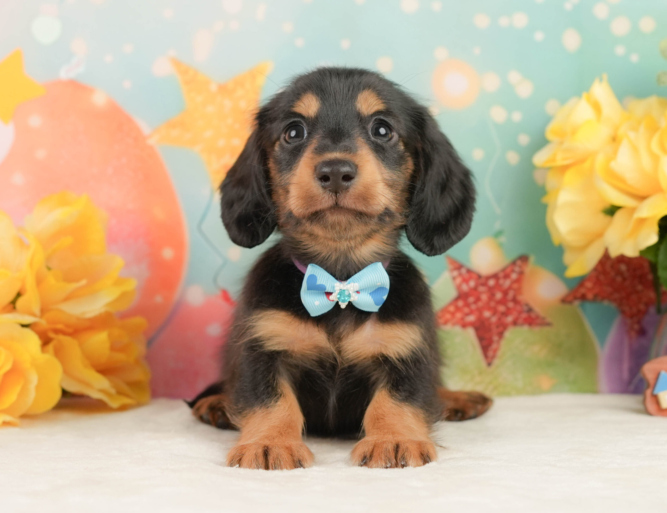 ミニチュア・ダックスフンド(ロング) | 男の子 | ブラックタン | 2026年1月19日