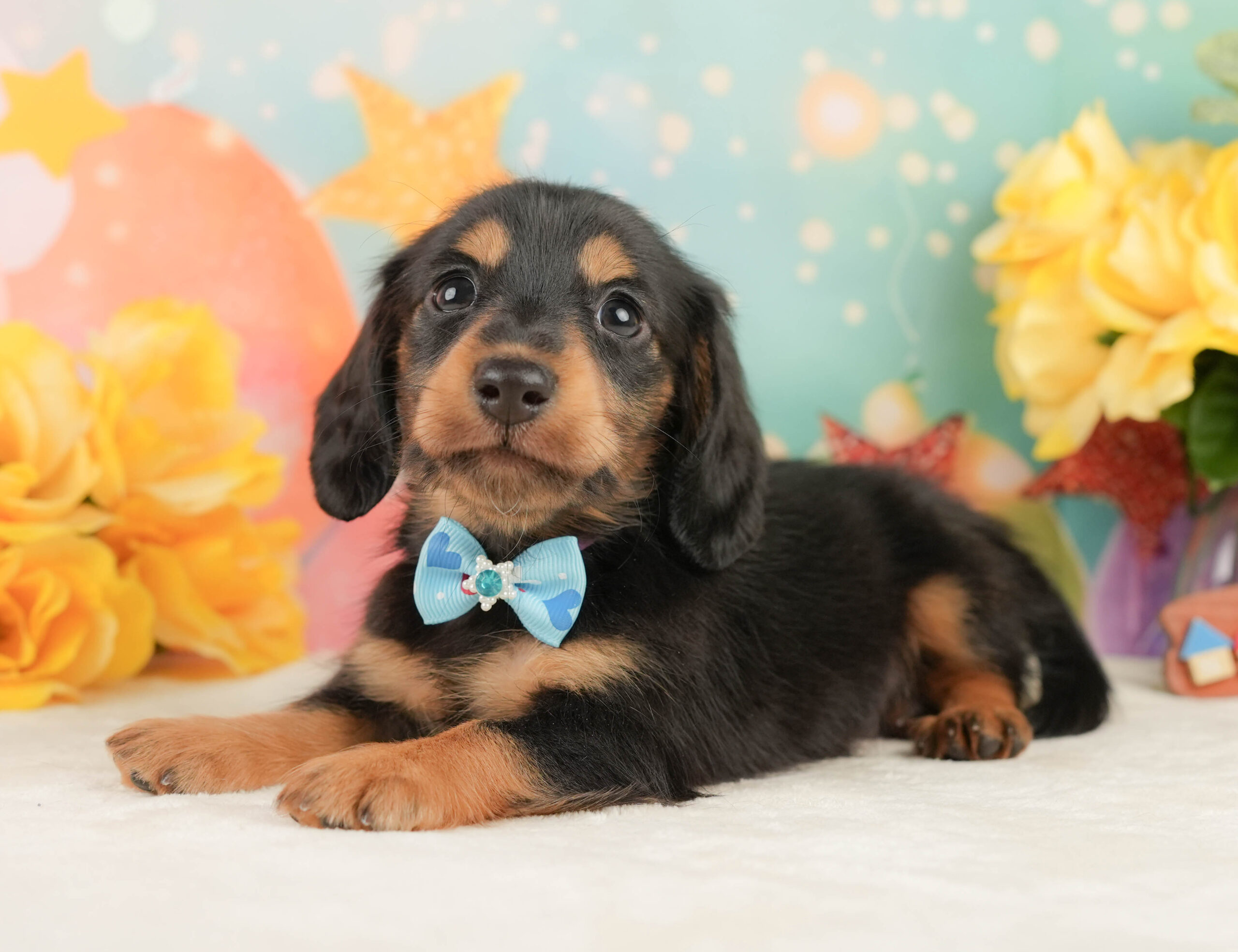 ミニチュア・ダックスフンド(ロング) | 男の子 | ブラックタン | 2026年1月19日
