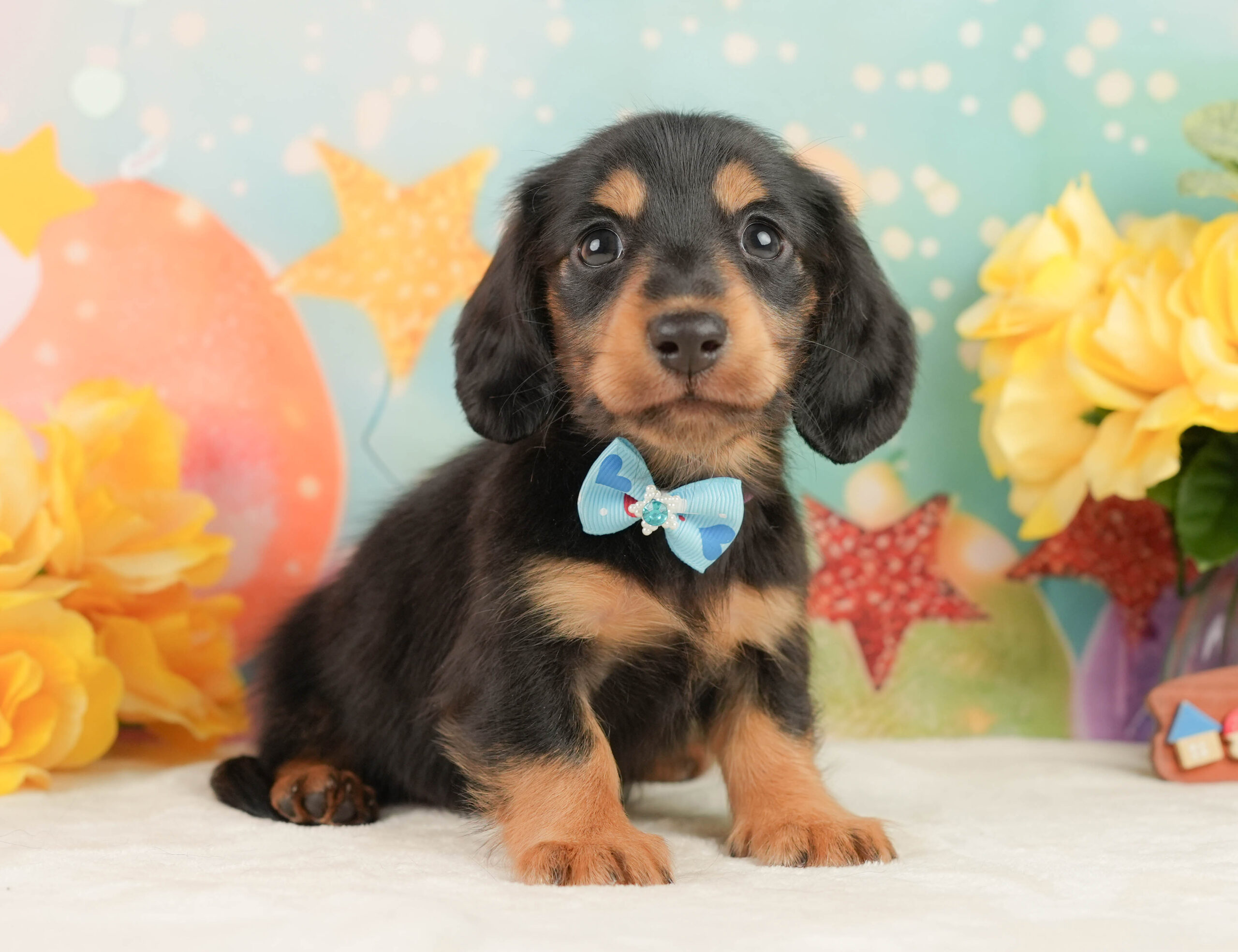 ミニチュア・ダックスフンド(ロング) | 男の子 | ブラックタン | 2026年1月19日