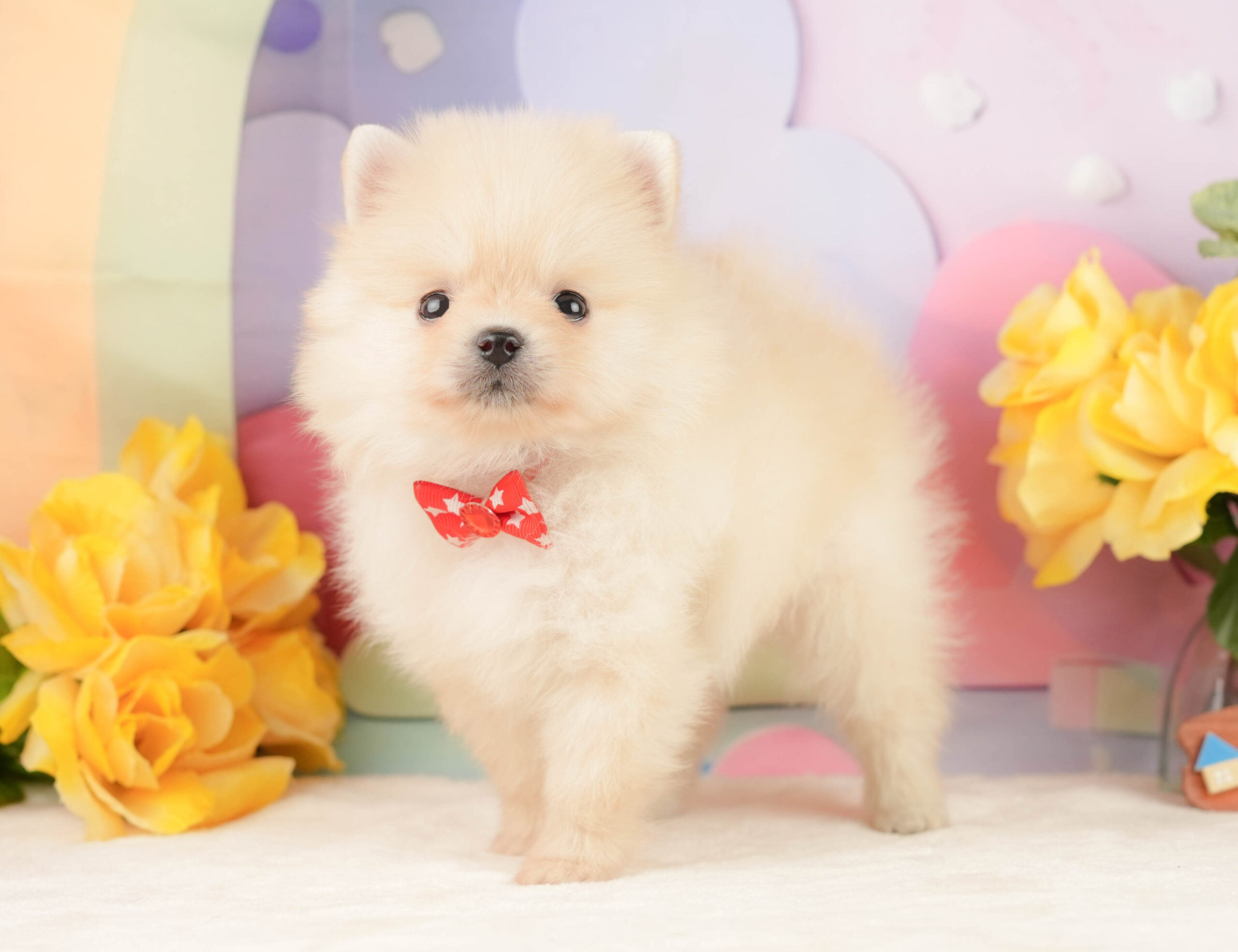 ポメラニアン | 女の子 | クリーム | 2026年1月19日