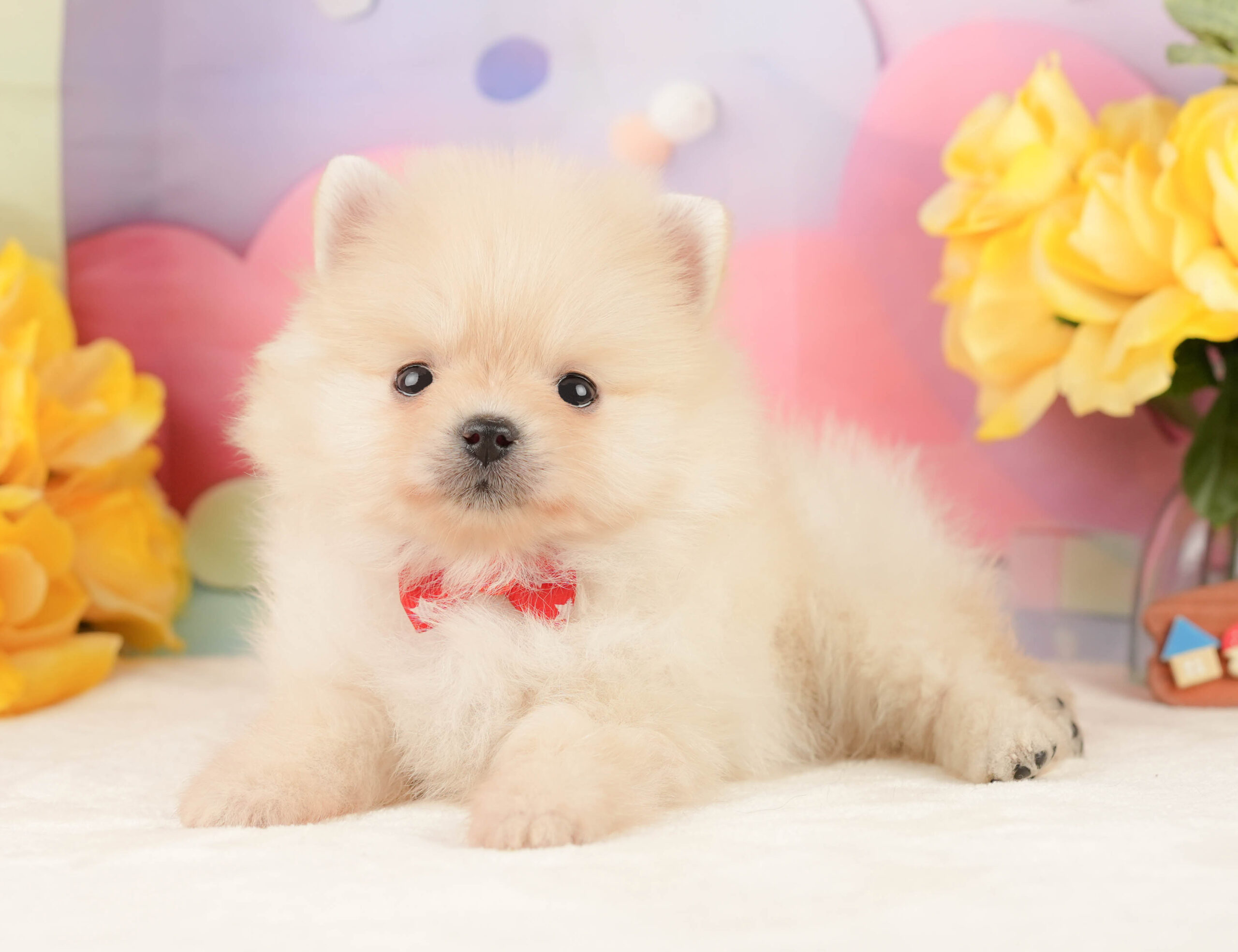 ポメラニアン | 女の子 | クリーム | 2026年1月19日