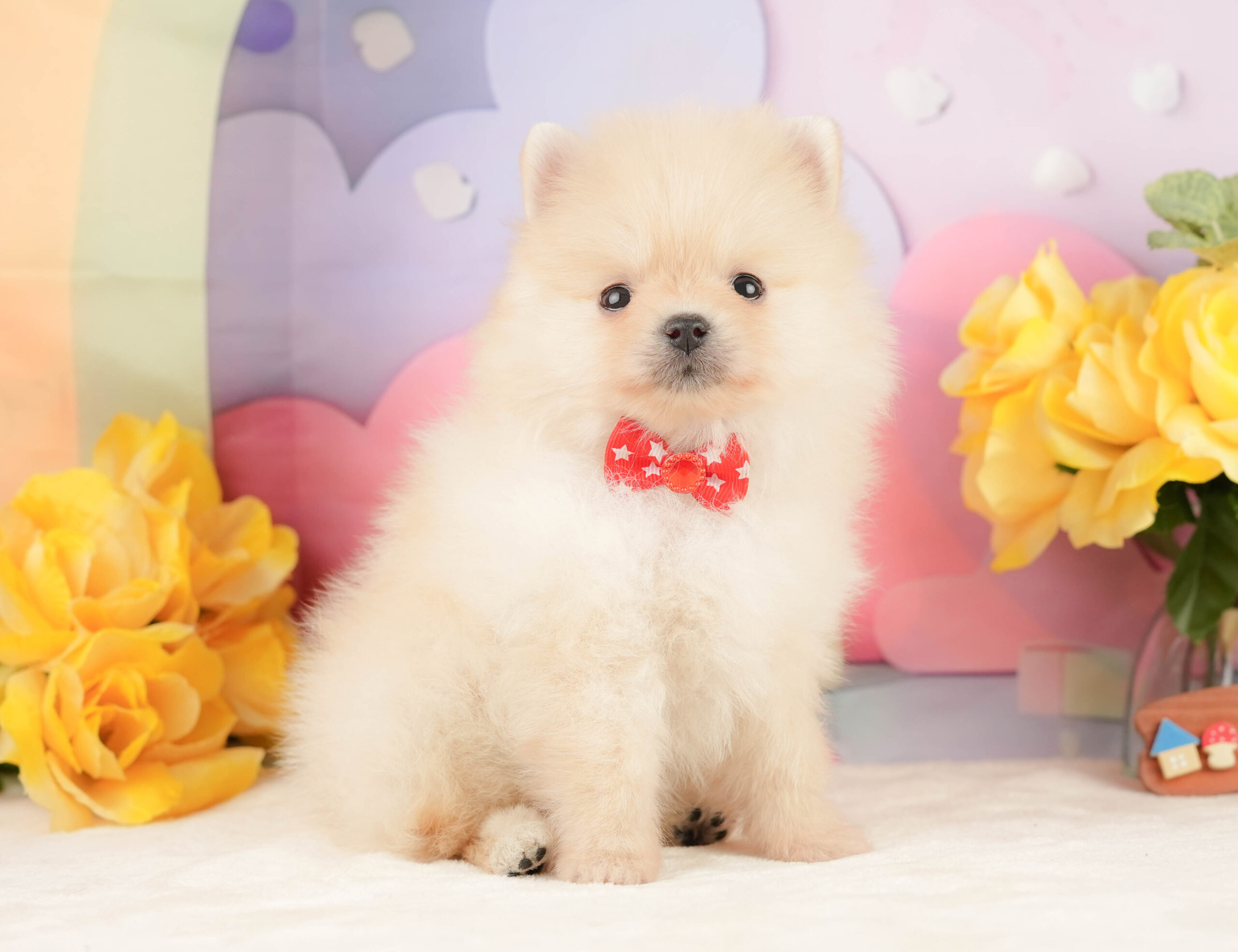 ポメラニアン | 女の子 | クリーム | 2026年1月19日