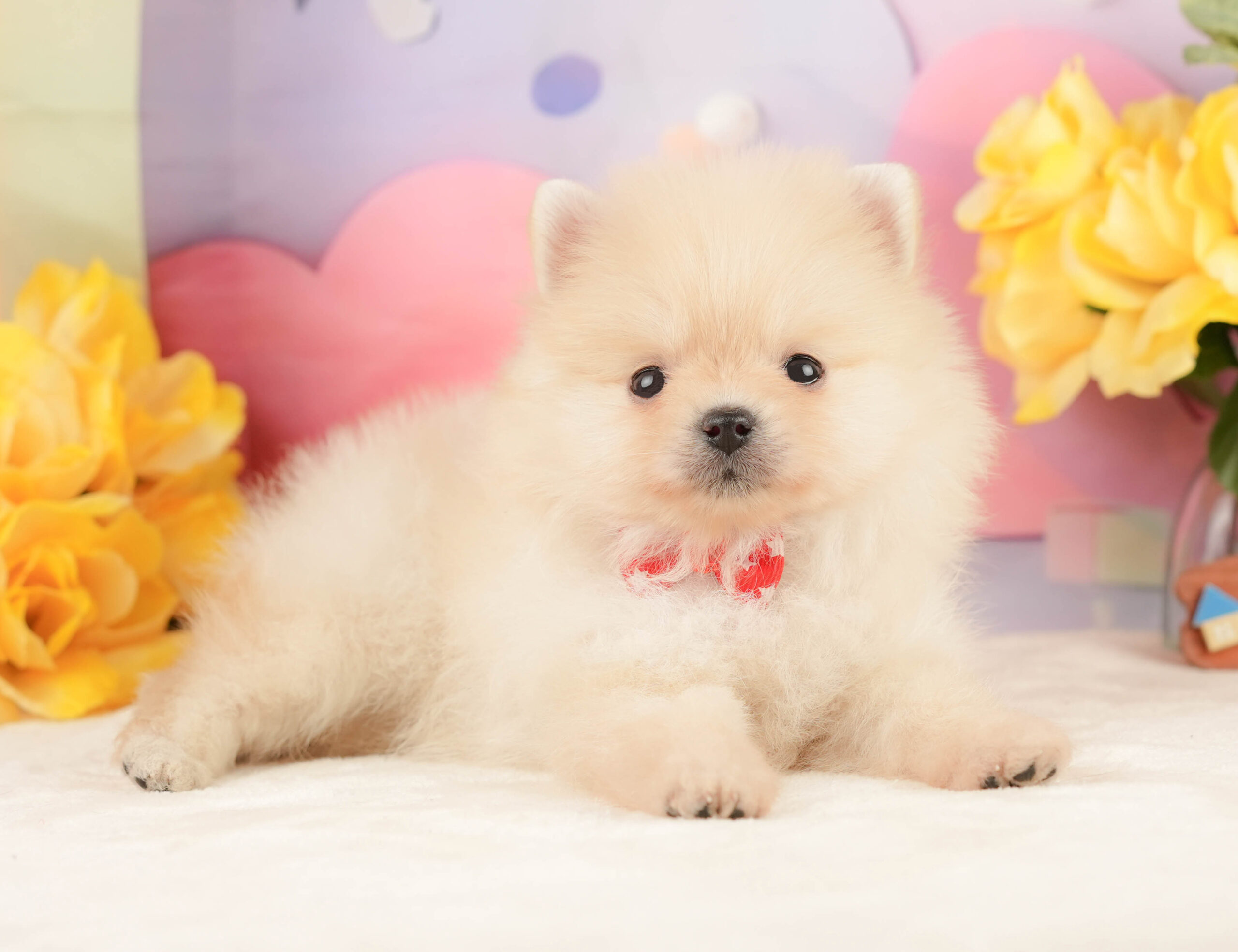 ポメラニアン | 女の子 | クリーム | 2026年1月19日