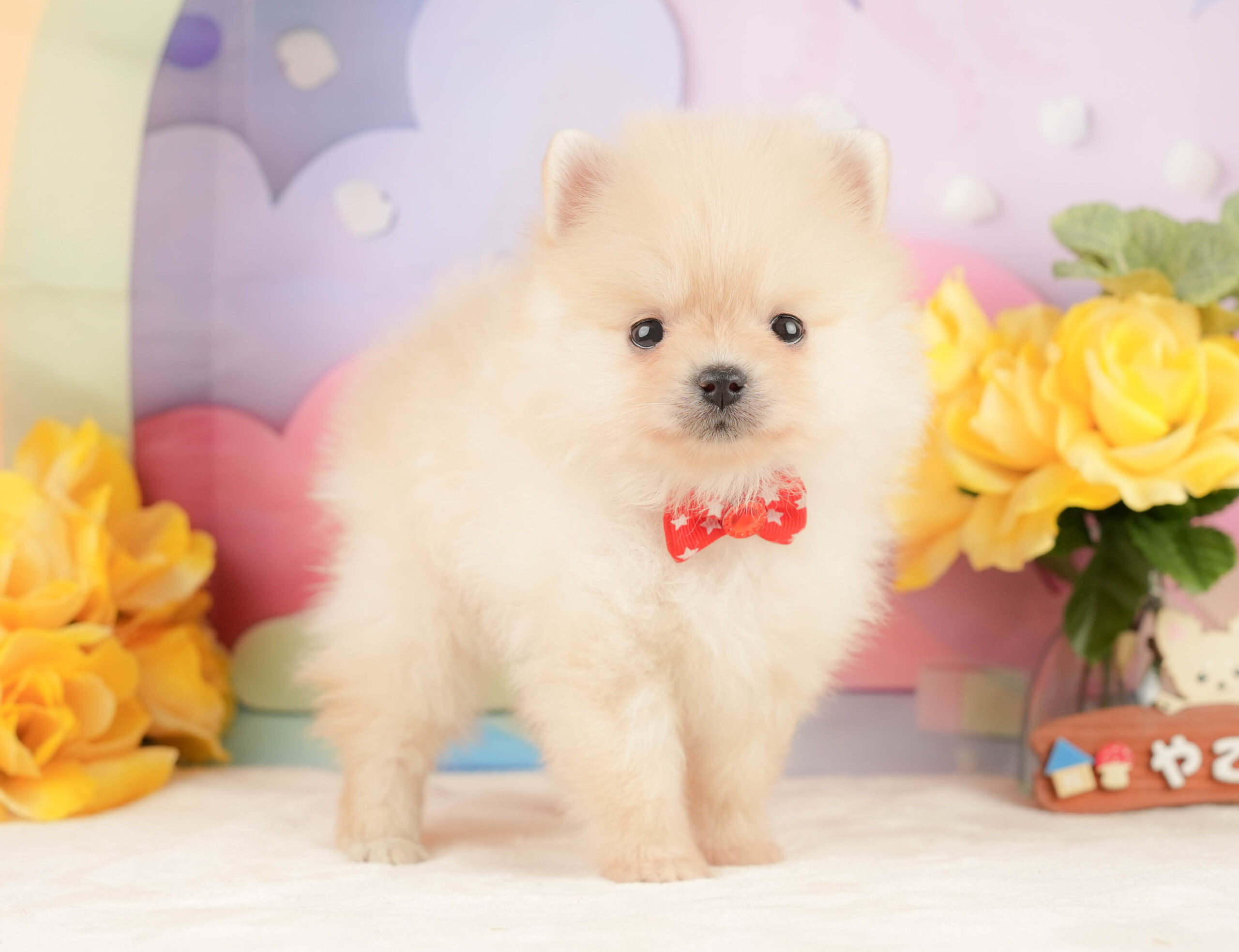ポメラニアン | 女の子 | クリーム | 2026年1月19日