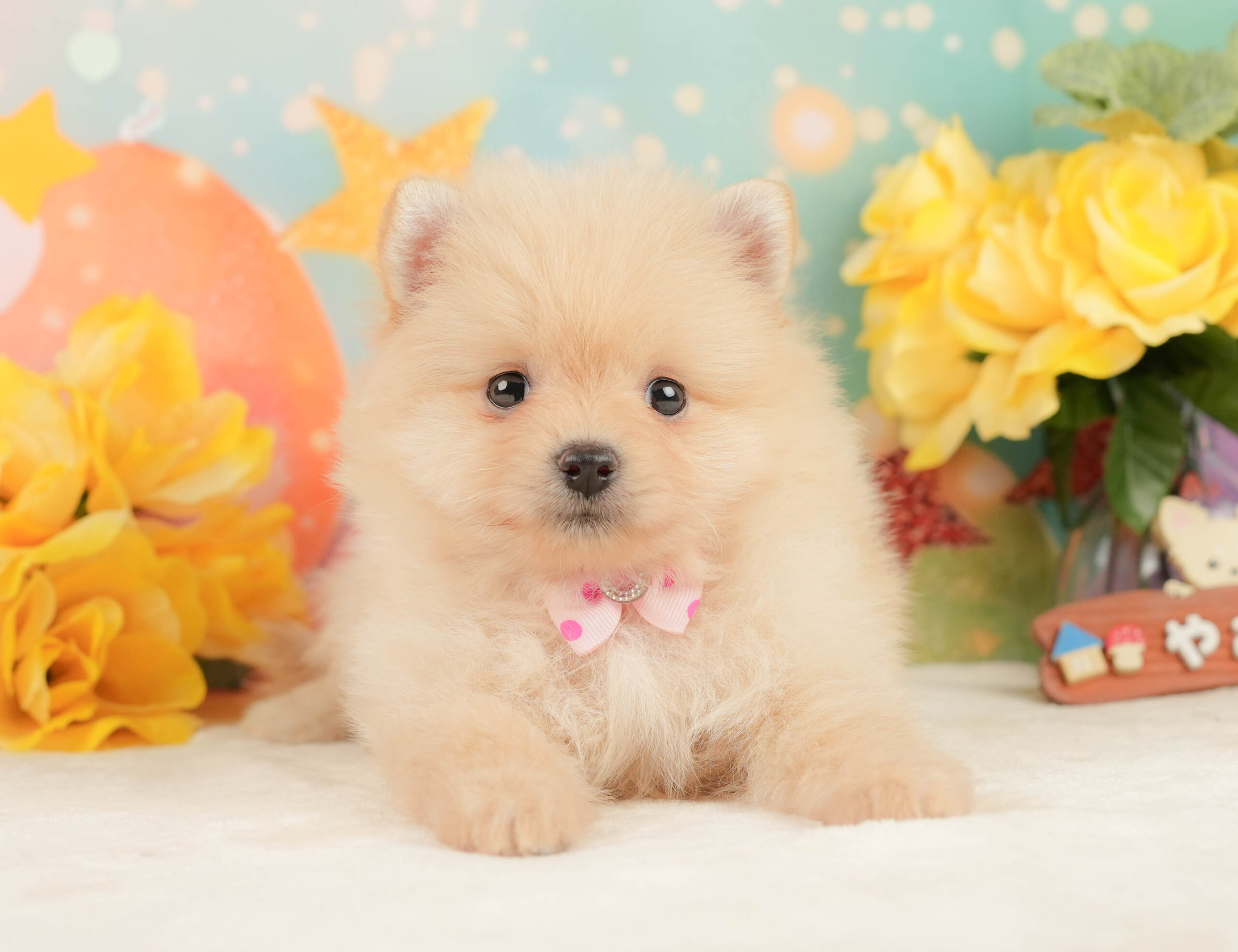 ポメラニアン | 女の子 | クリーム | 2026年1月19日