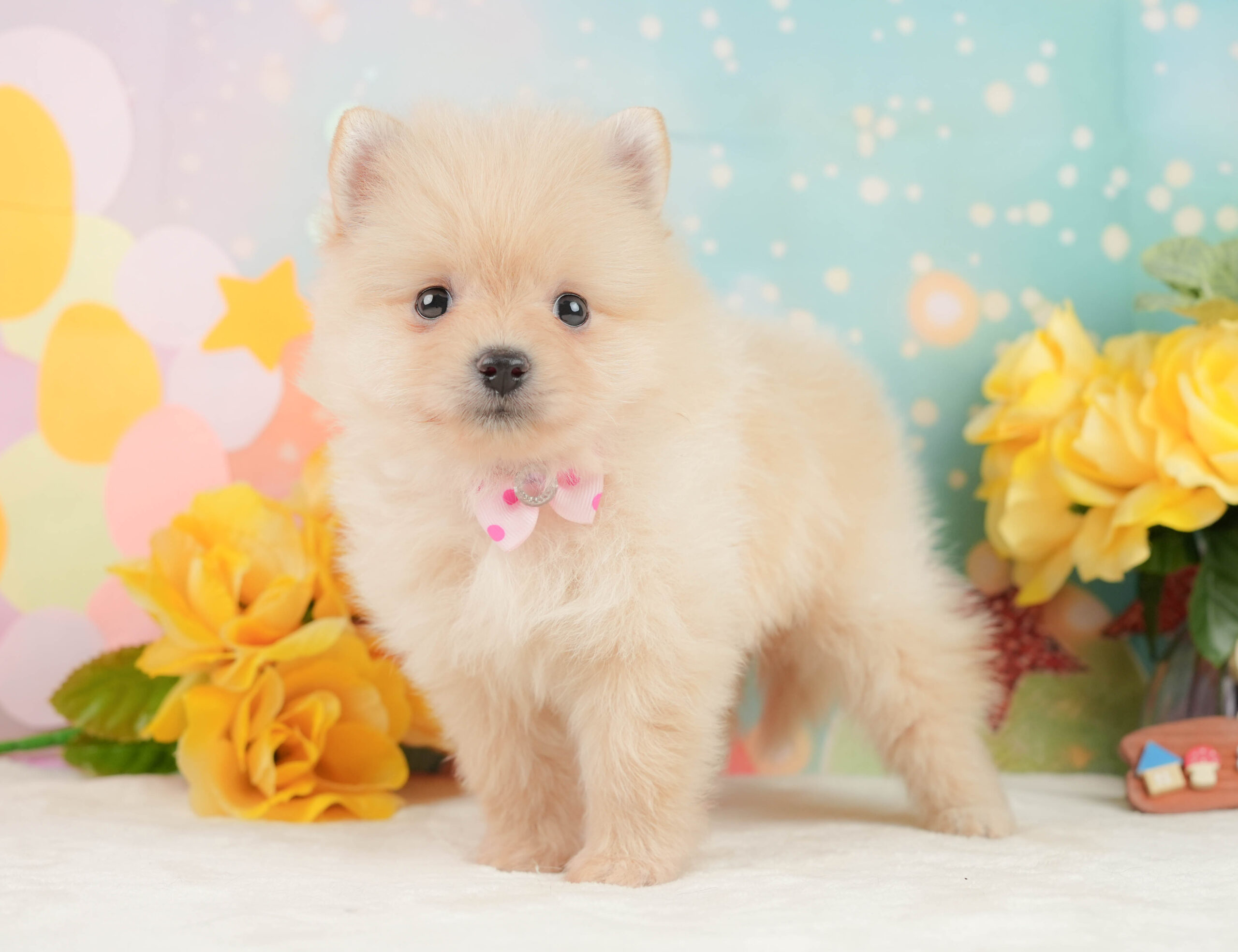 ポメラニアン | 女の子 | クリーム | 2026年1月19日