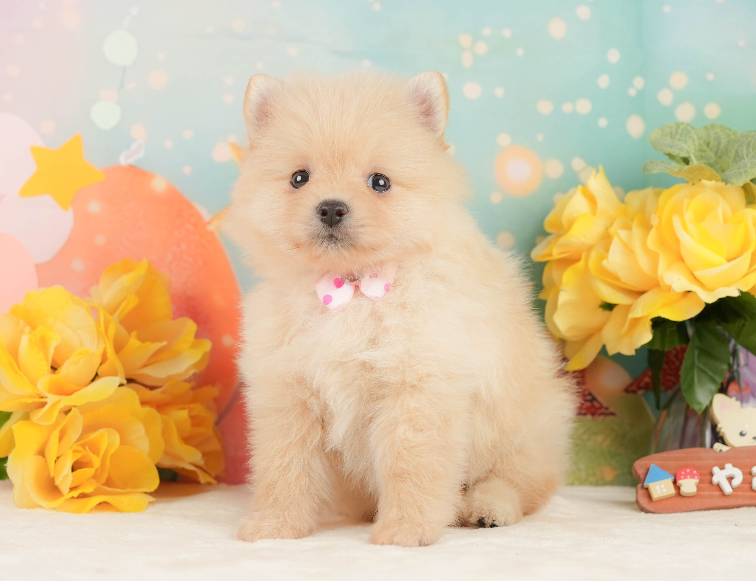 ポメラニアン | 女の子 | クリーム | 2026年1月19日