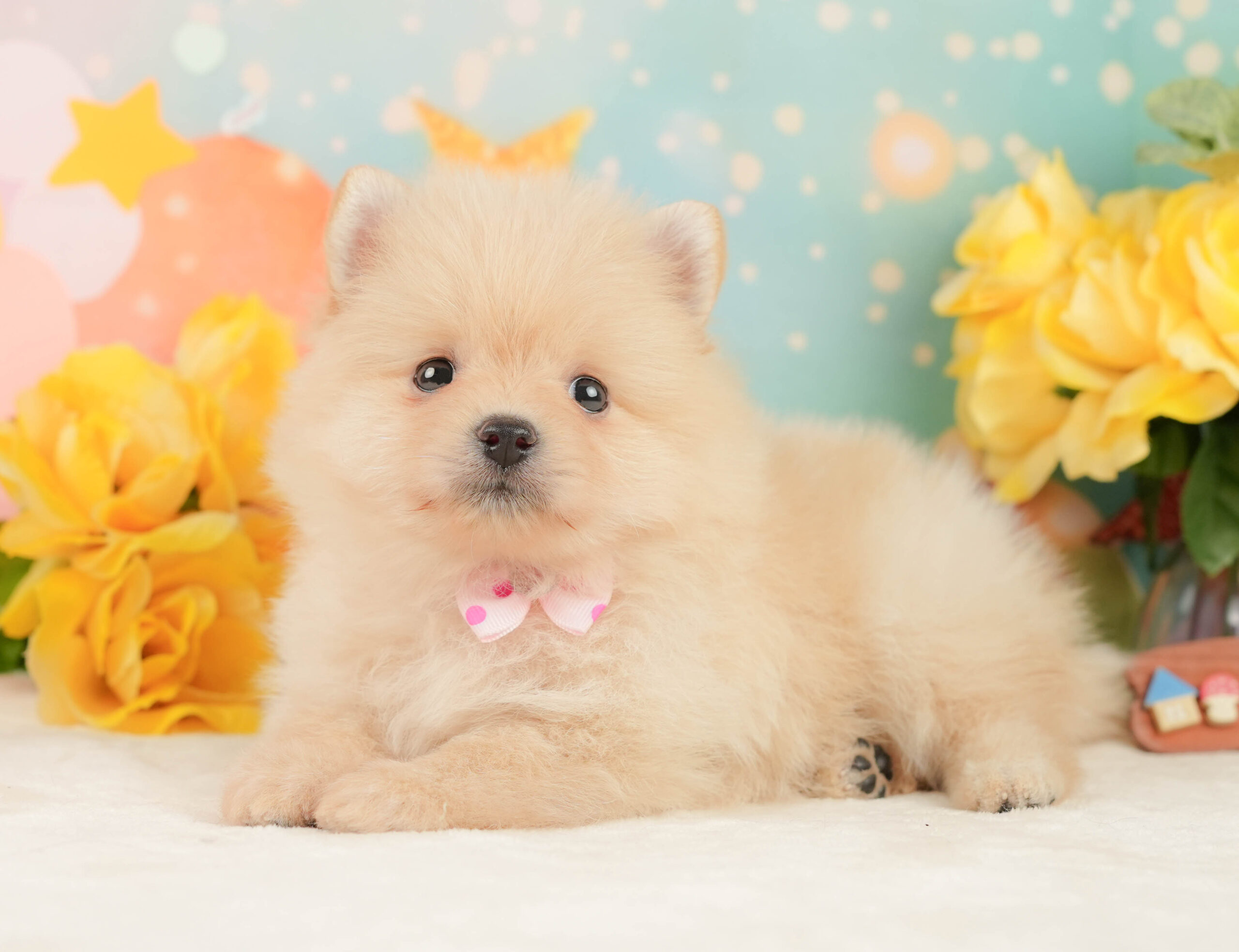 ポメラニアン | 女の子 | クリーム | 2026年1月19日