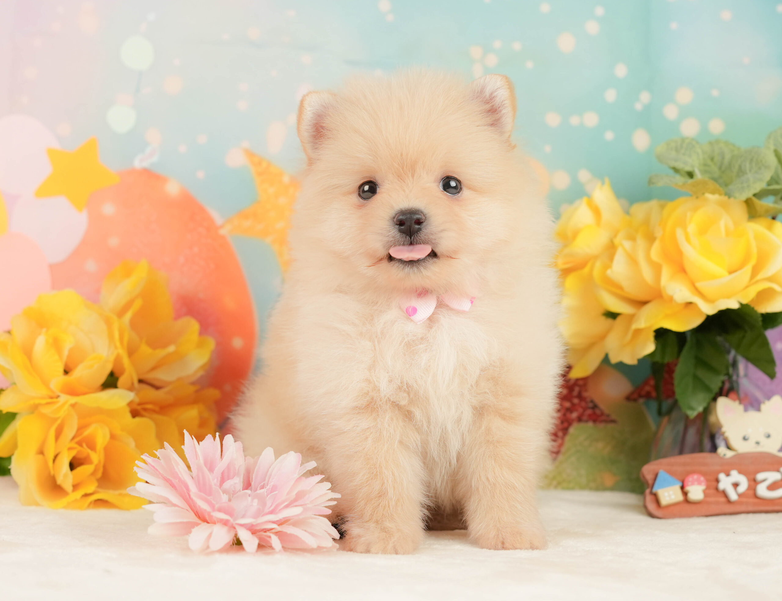 ポメラニアン | 女の子 | クリーム | 2026年1月19日