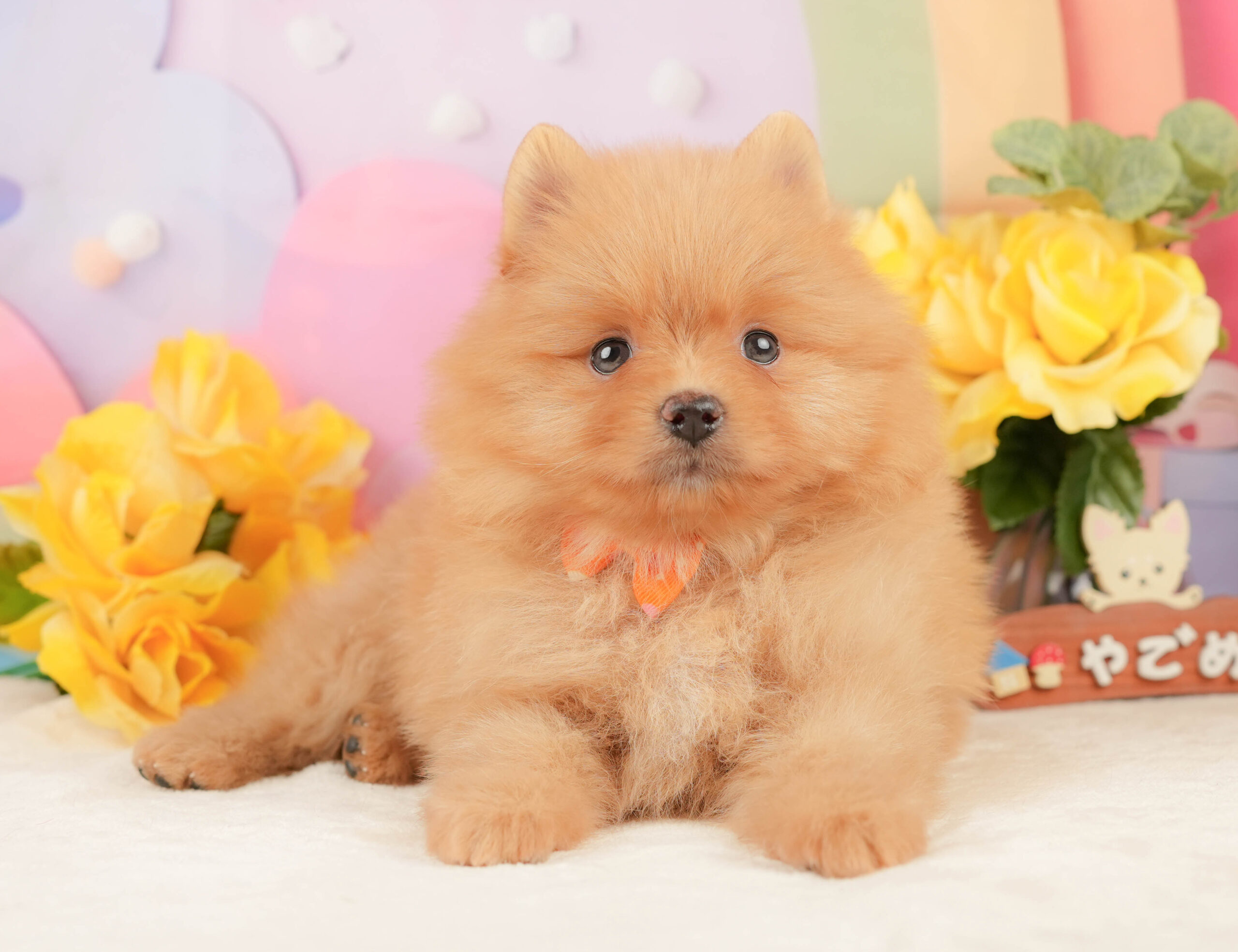 ポメラニアン | 女の子 | オレンジ | 2026年1月19日