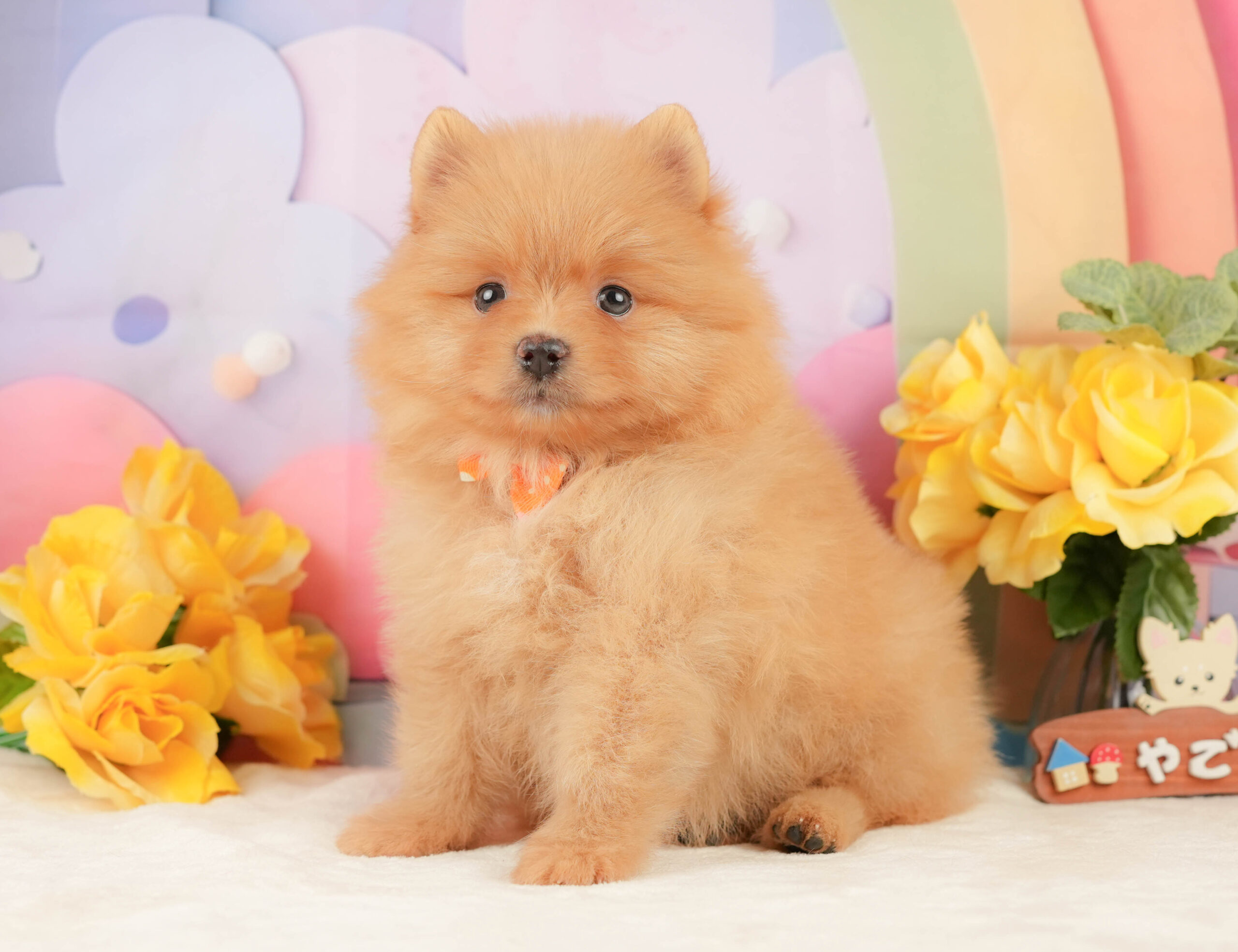 ポメラニアン | 女の子 | オレンジ | 2026年1月19日