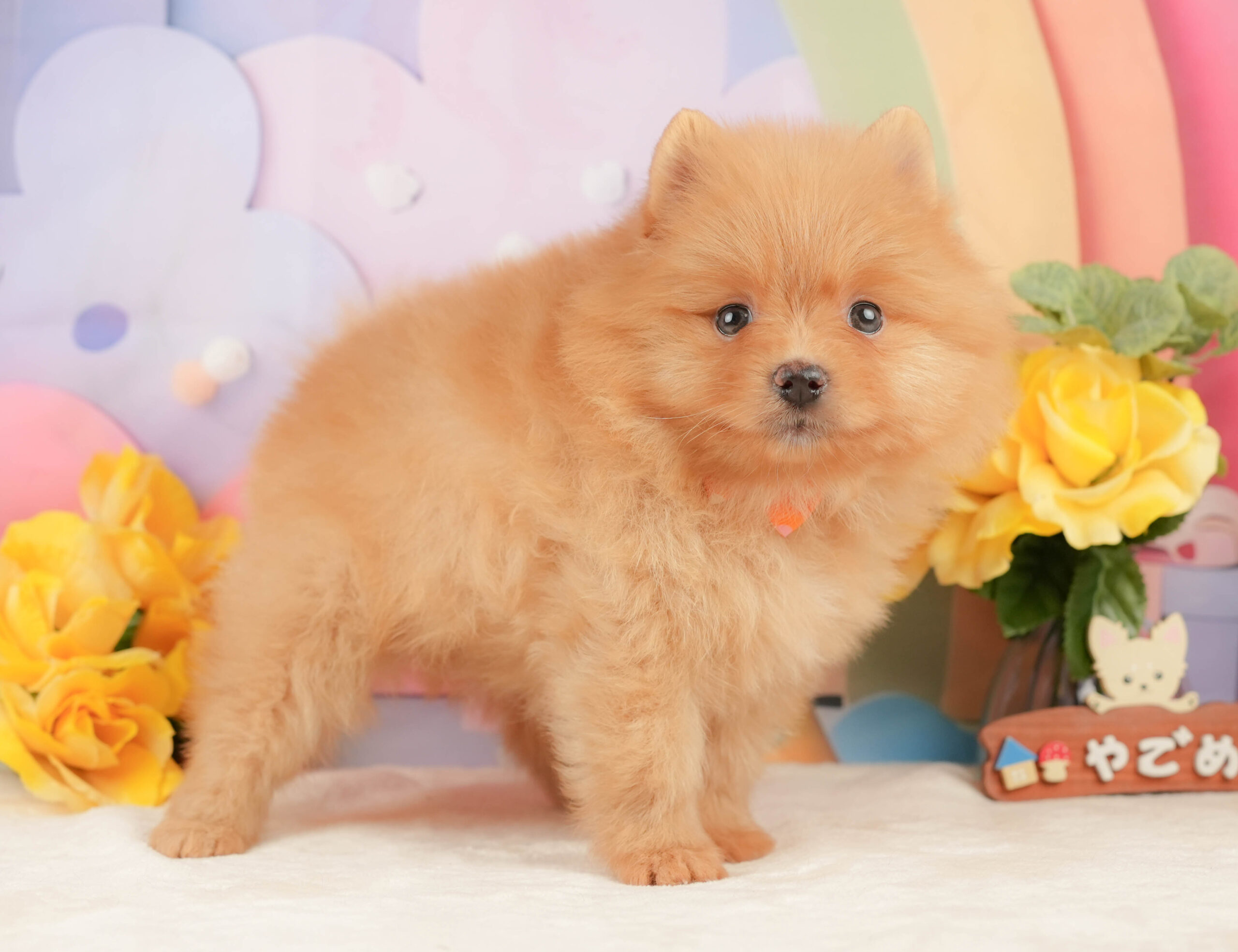 ポメラニアン | 女の子 | オレンジ | 2026年1月19日
