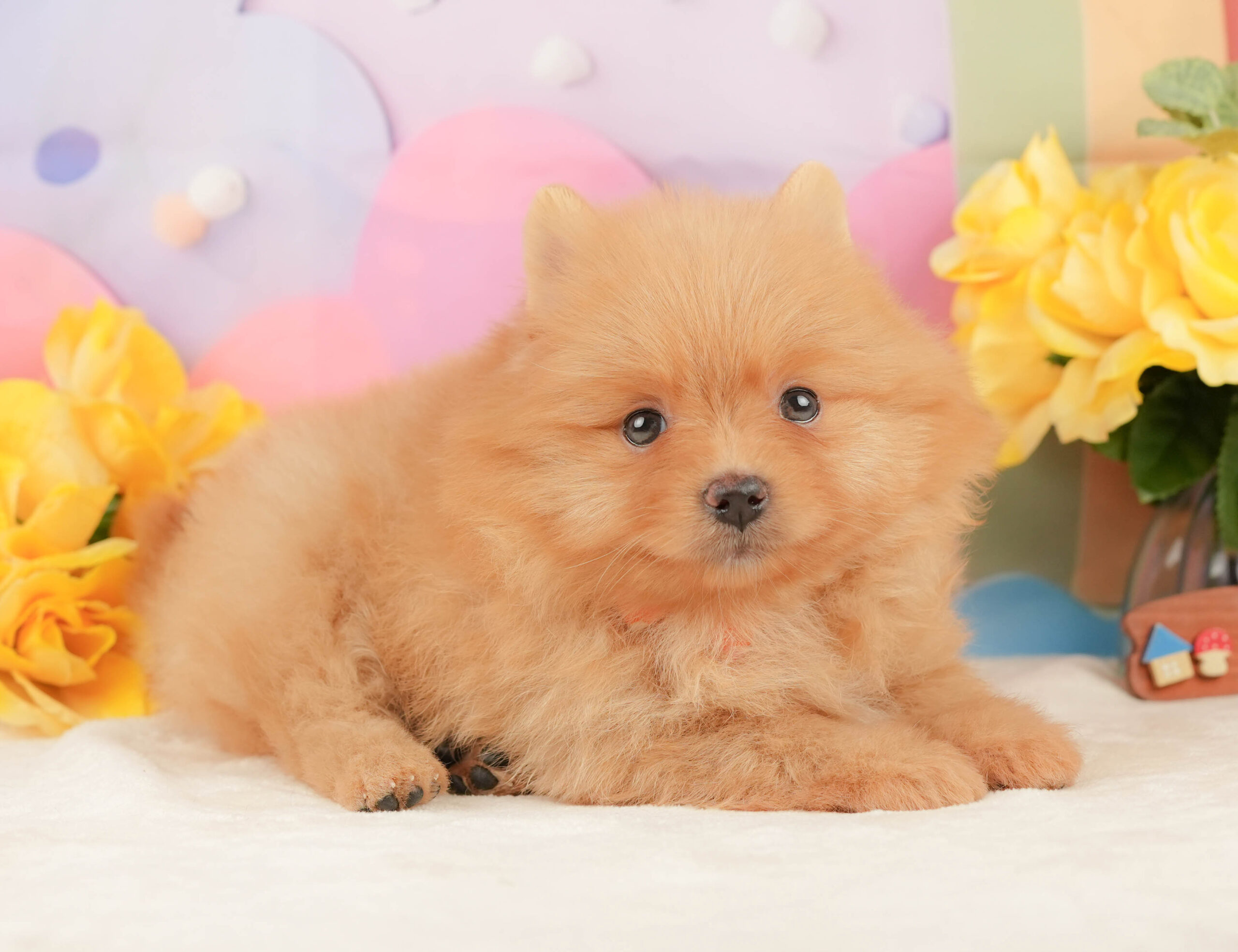 ポメラニアン | 女の子 | オレンジ | 2026年1月19日