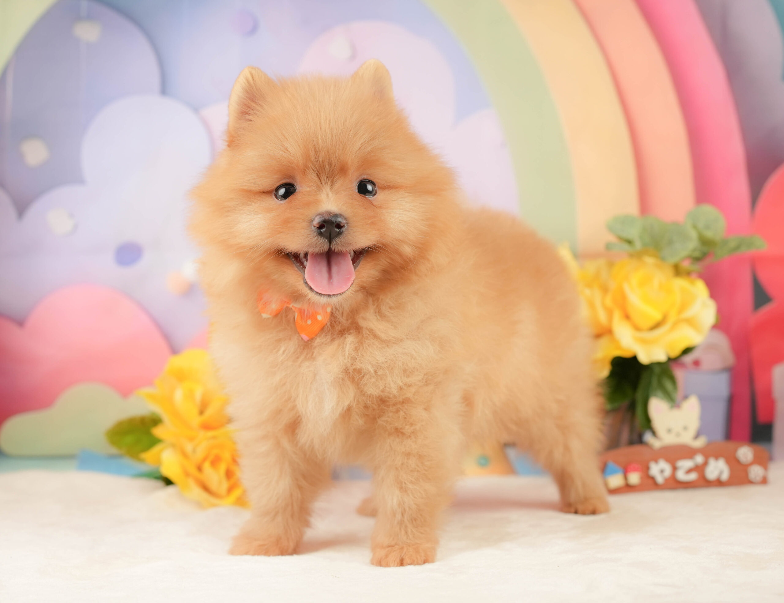 ポメラニアン | 女の子 | オレンジ | 2026年1月19日