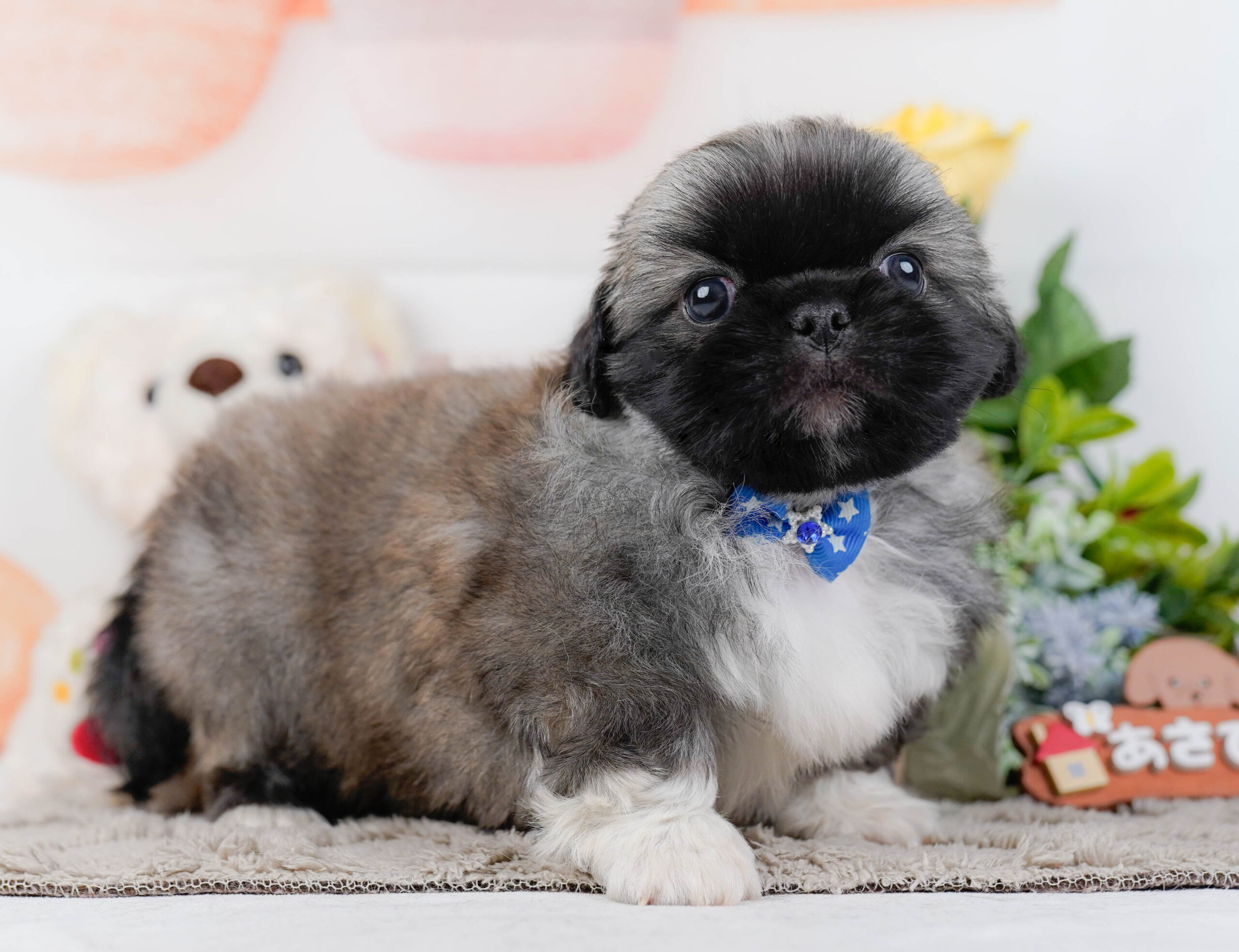 ペキニーズ | 男の子 | フォーン | 2026年1月19日