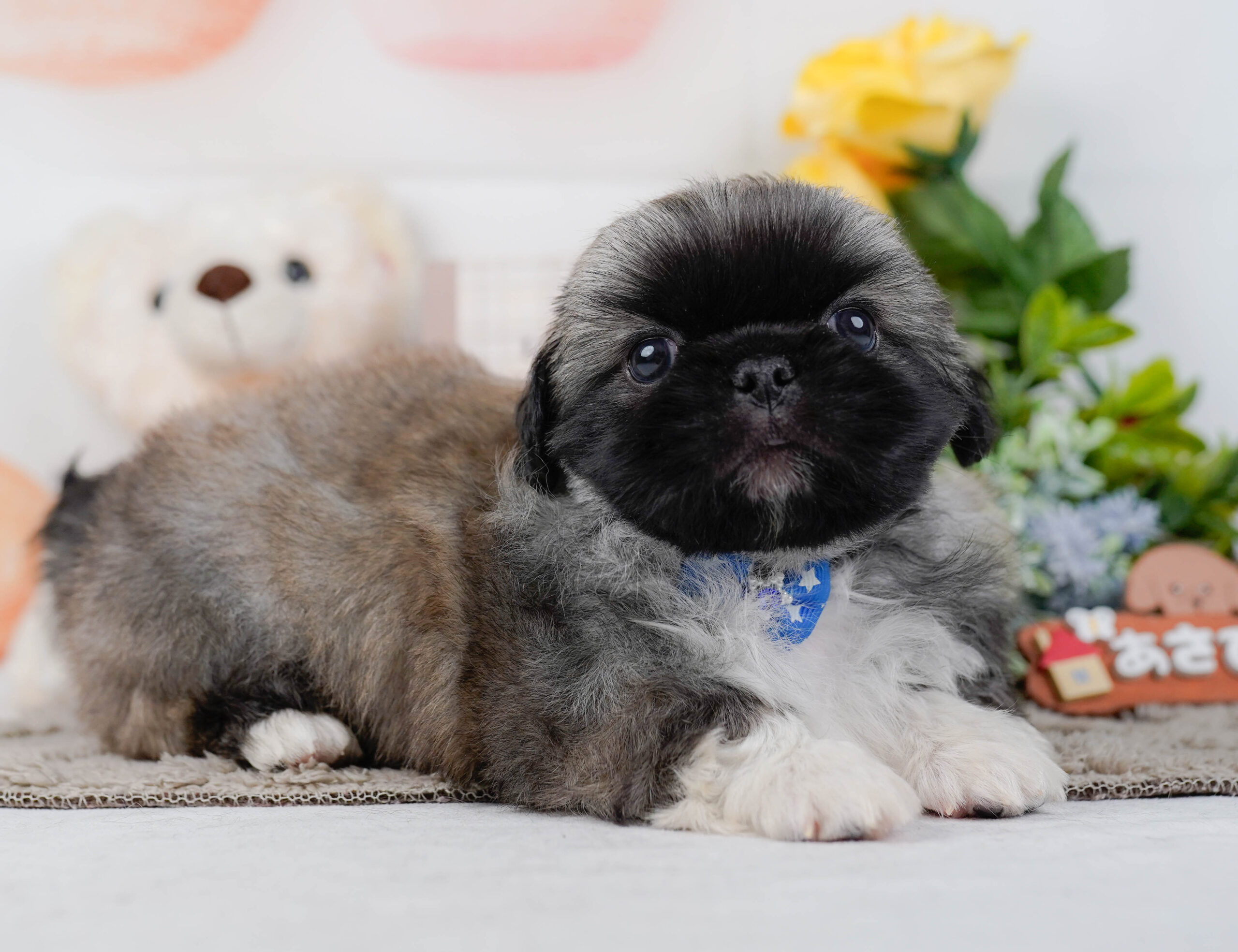 ペキニーズ | 男の子 | フォーン | 2026年1月19日