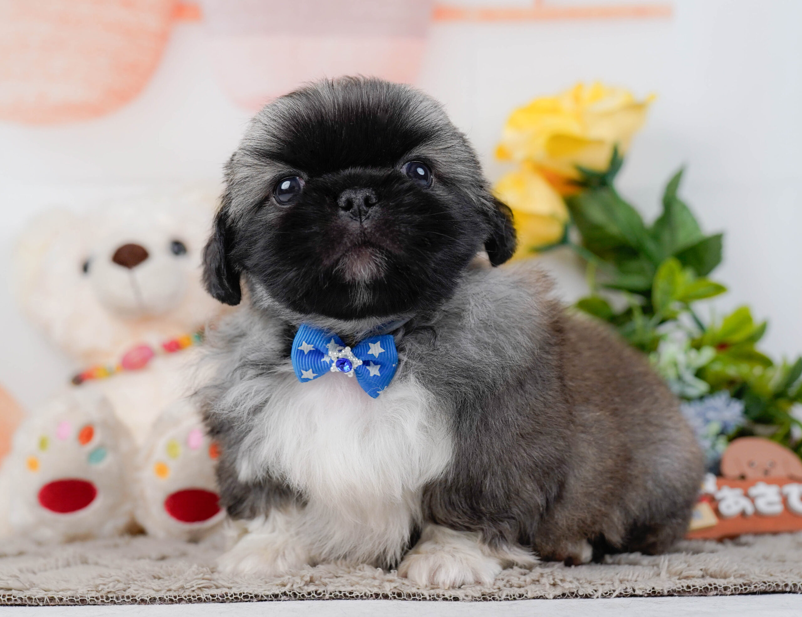 ペキニーズ | 男の子 | フォーン | 2026年1月19日