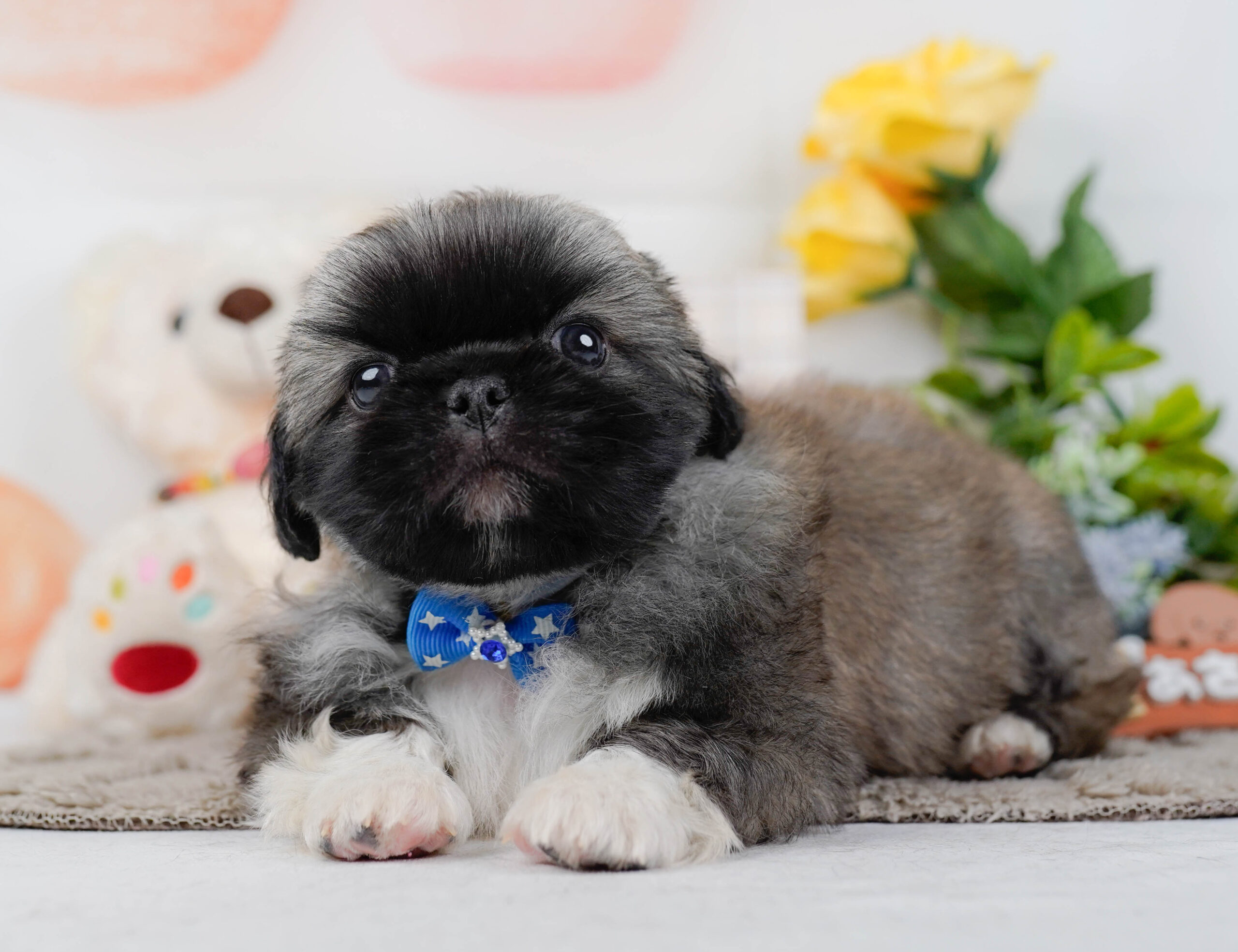 ペキニーズ | 男の子 | フォーン | 2026年1月19日