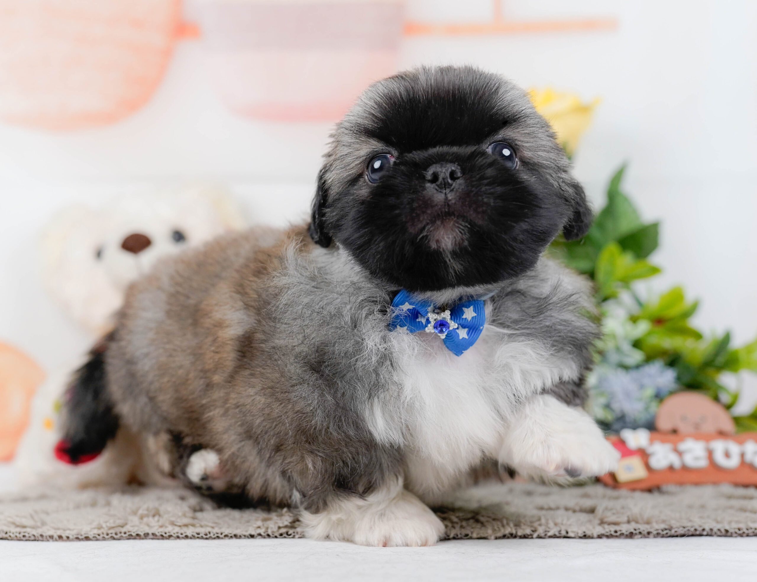 ペキニーズ | 男の子 | フォーン | 2026年1月19日