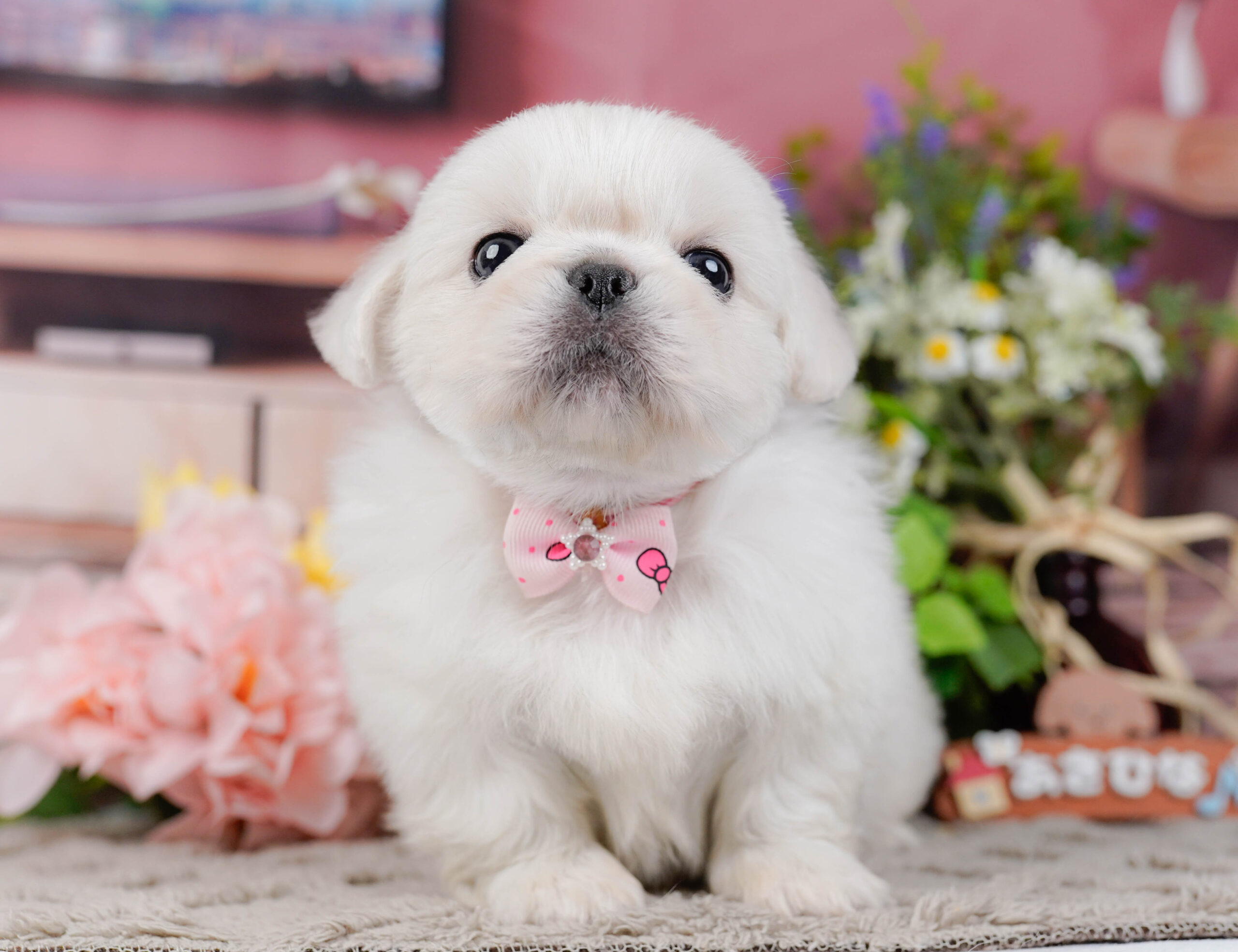 ペキニーズ | 女の子 | ホワイト | 2026年1月19日