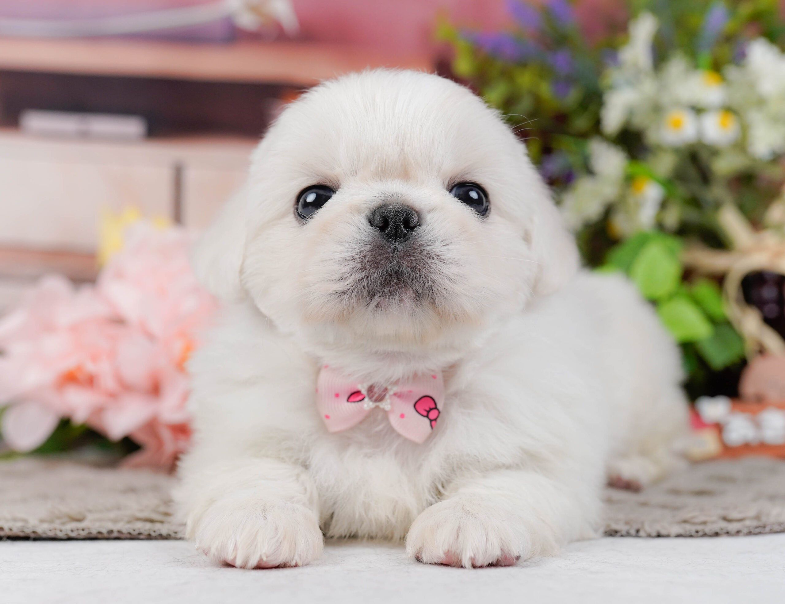 ペキニーズ | 女の子 | ホワイト | 2026年1月19日