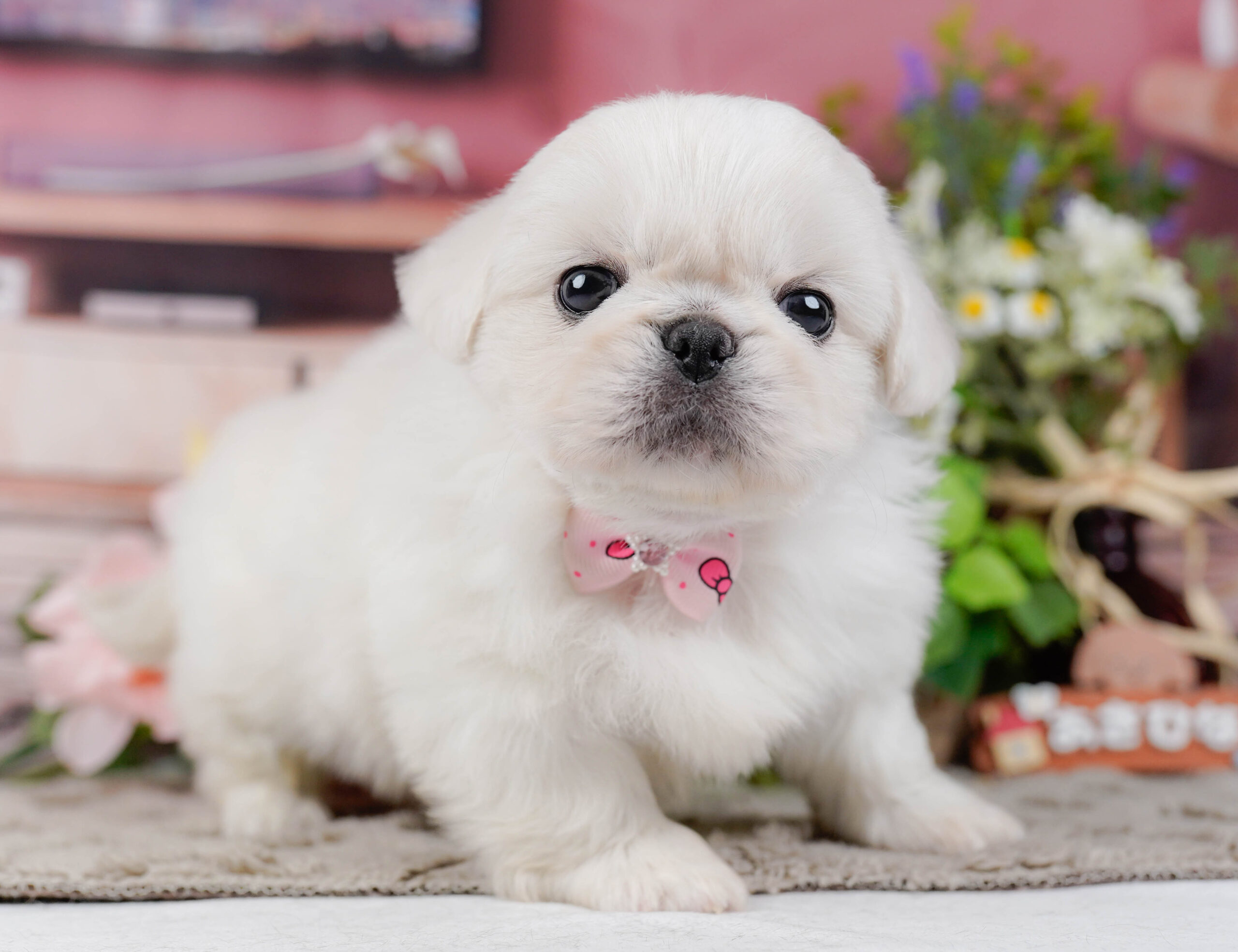 ペキニーズ | 女の子 | ホワイト | 2026年1月19日