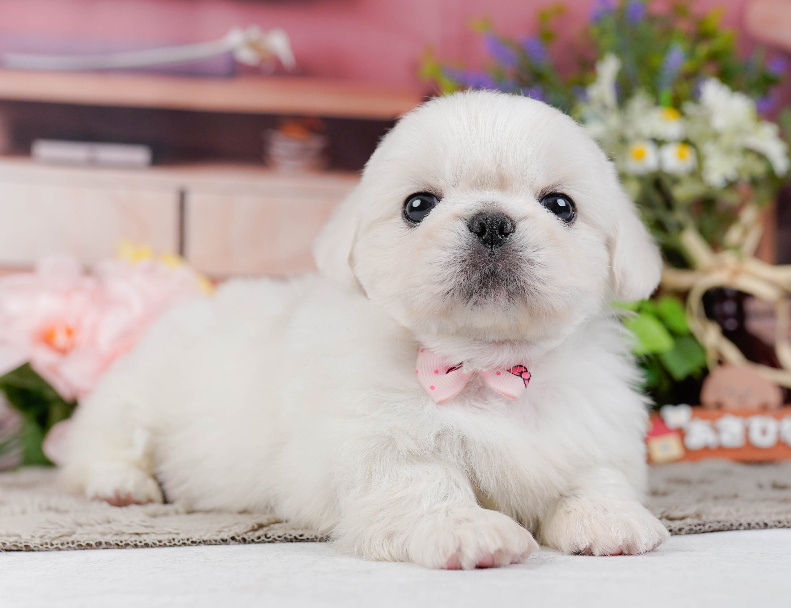 ペキニーズ | 女の子 | ホワイト | 2026年1月19日