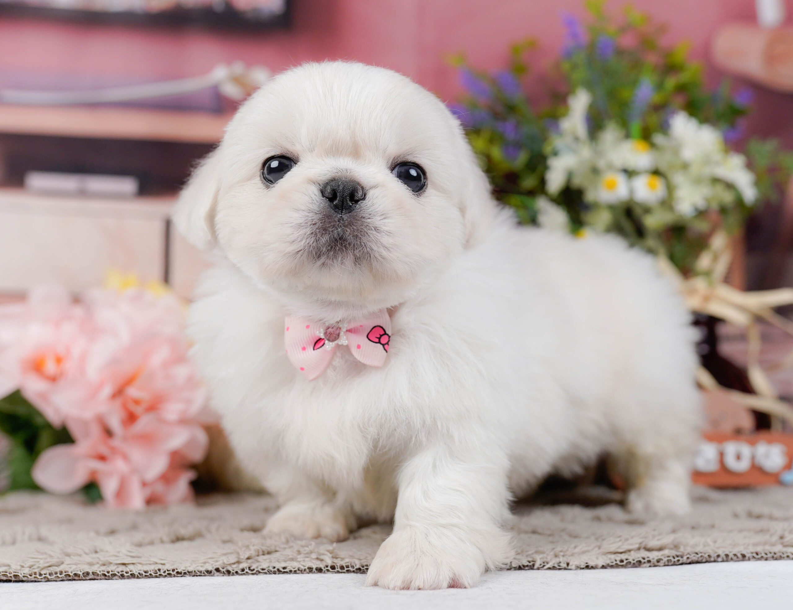 ペキニーズ | 女の子 | ホワイト | 2026年1月19日
