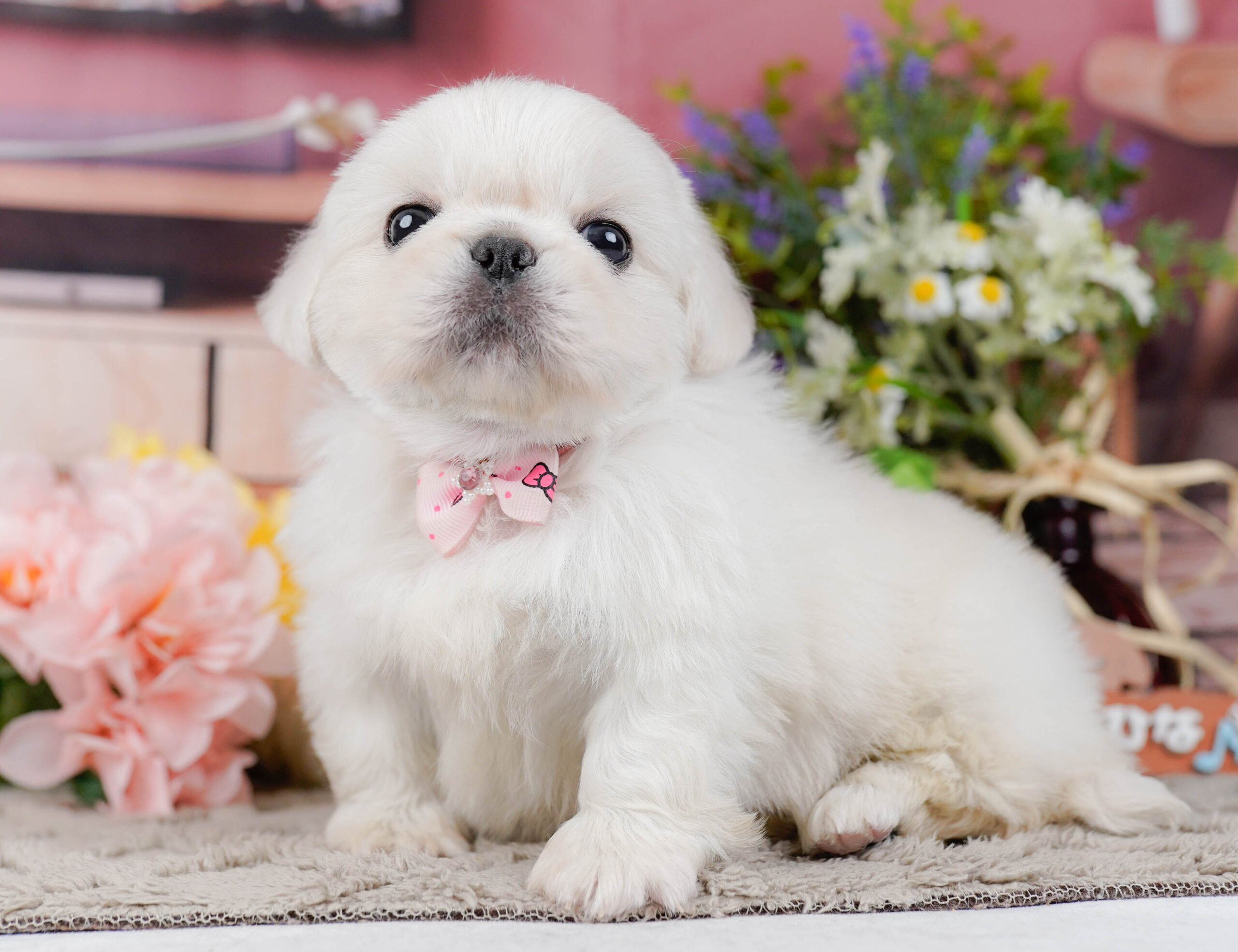 ペキニーズ | 女の子 | ホワイト | 2026年1月19日