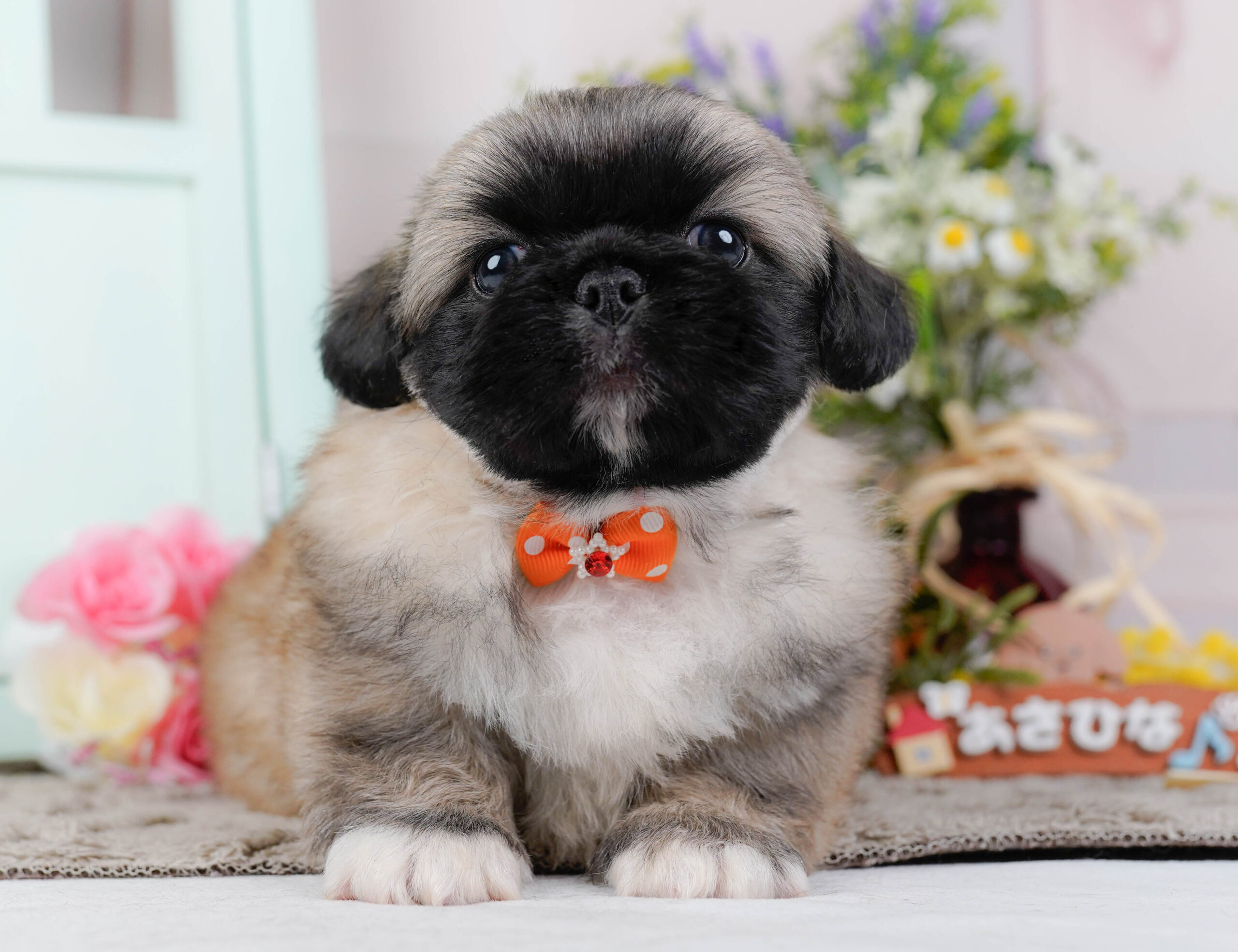 ペキニーズ | 男の子 | フォーン | 2026年1月19日