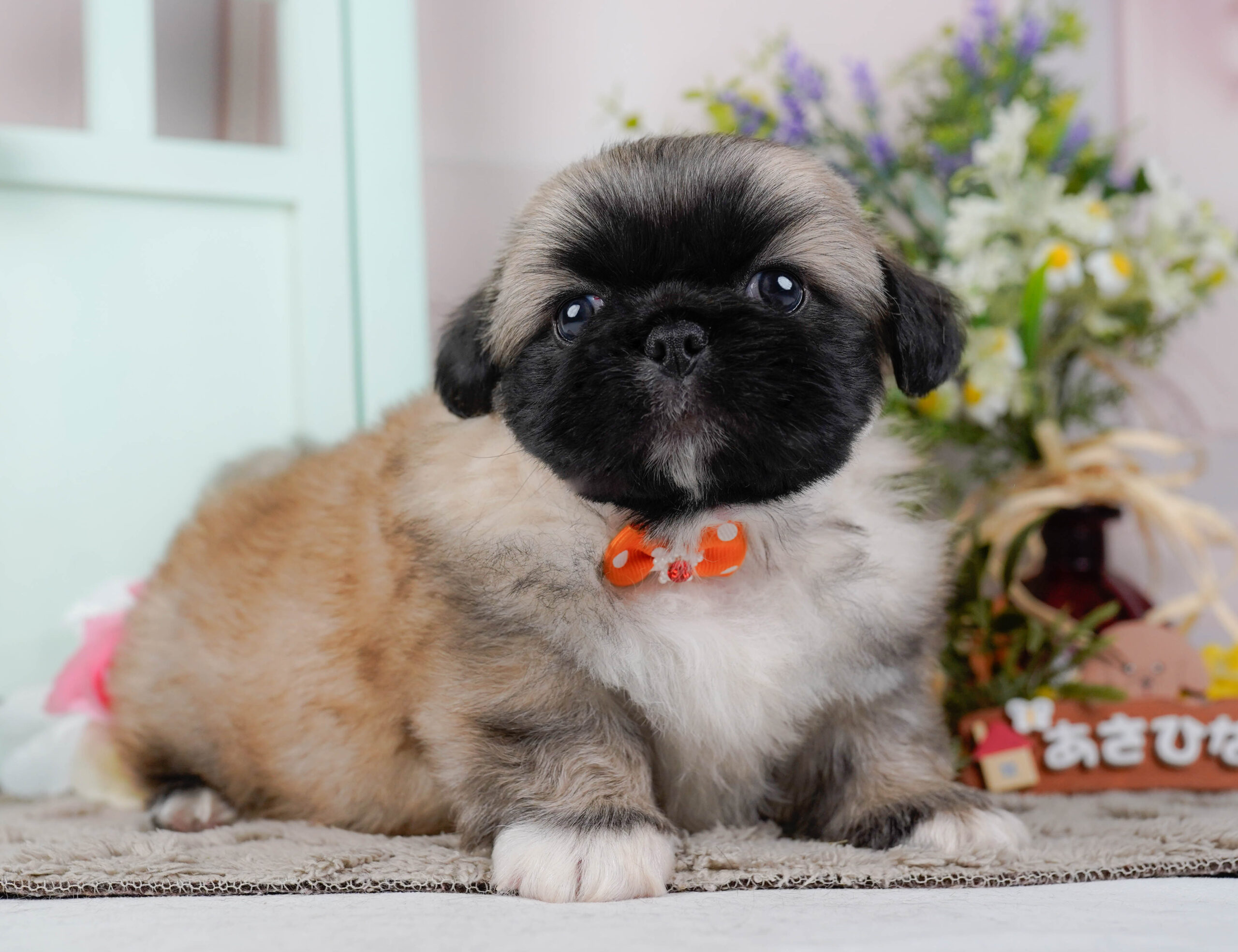 ペキニーズ | 男の子 | フォーン | 2026年1月19日