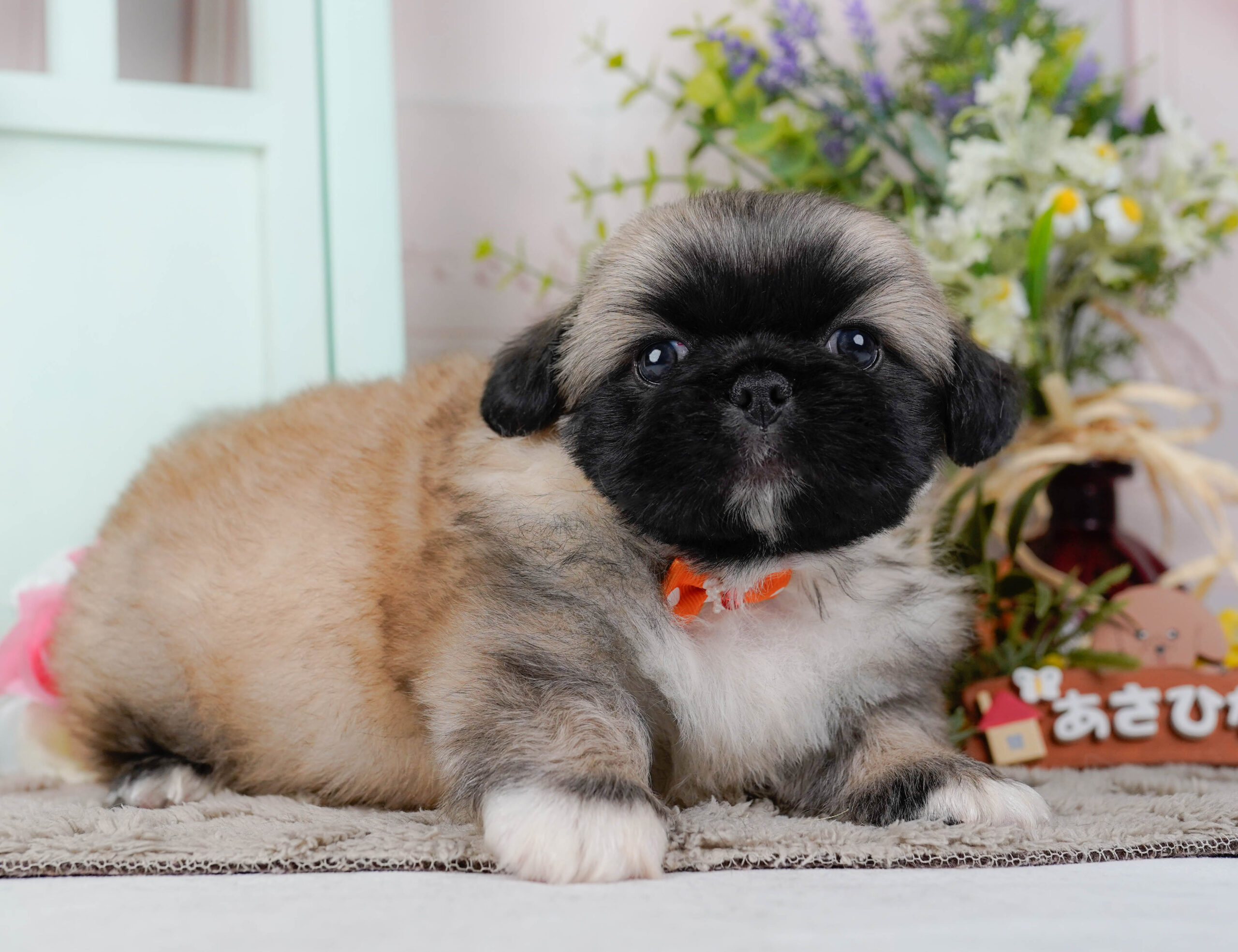 ペキニーズ | 男の子 | フォーン | 2026年1月19日