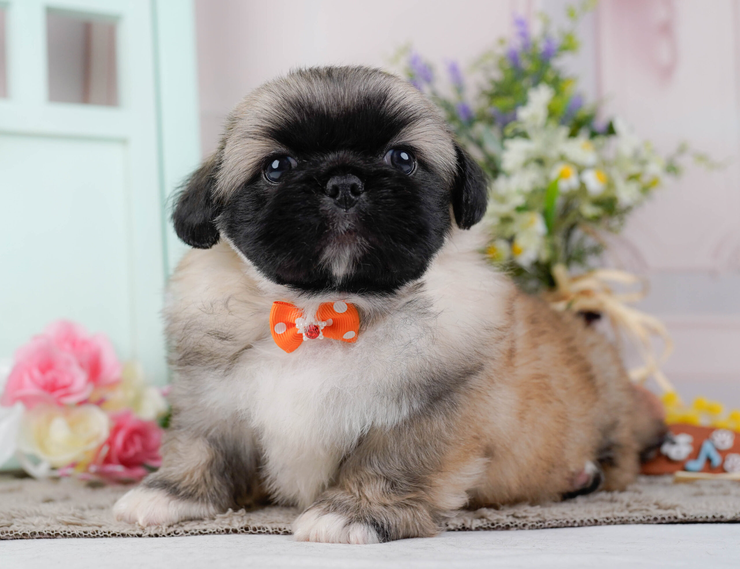 ペキニーズ | 男の子 | フォーン | 2026年1月19日