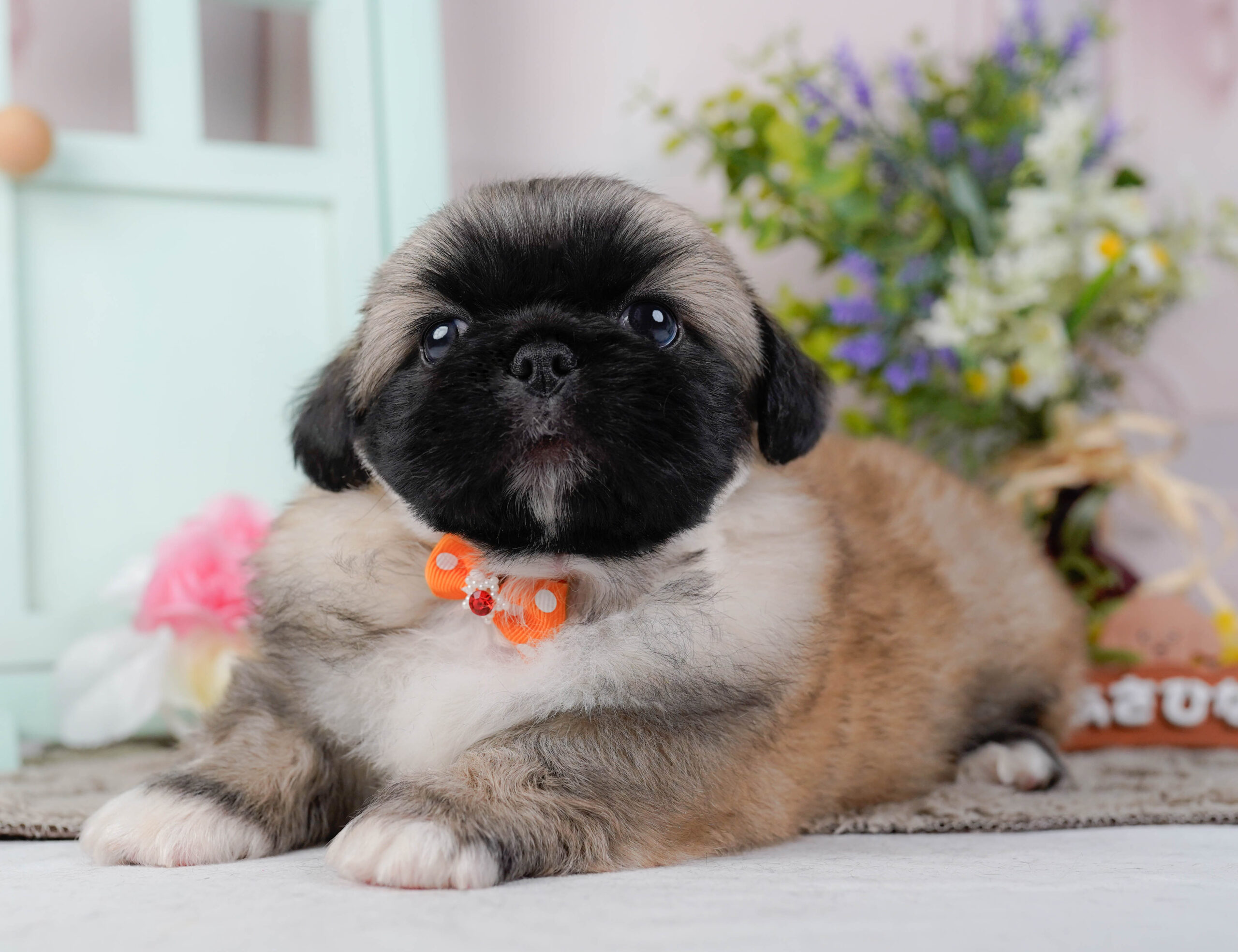 ペキニーズ | 男の子 | フォーン | 2026年1月19日