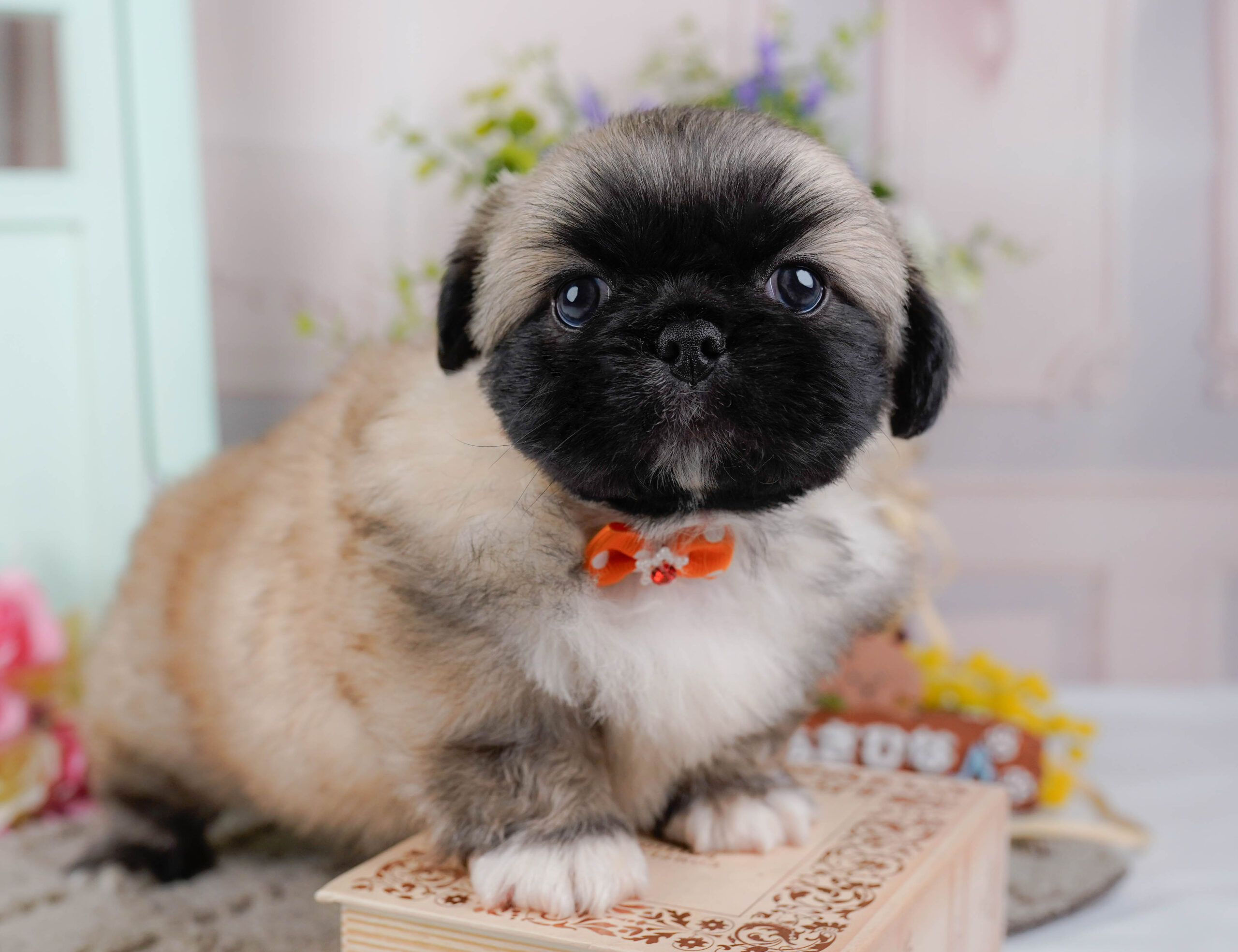 ペキニーズ | 男の子 | フォーン | 2026年1月19日