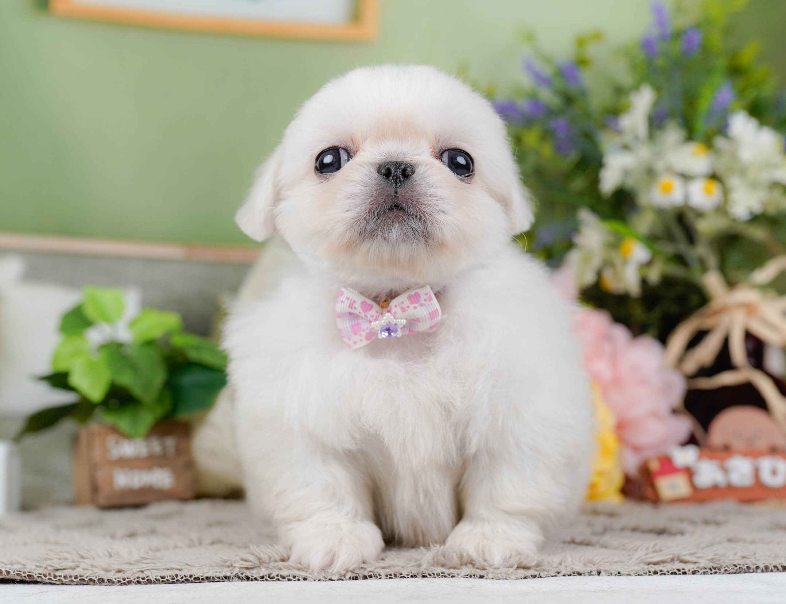ペキニーズ | 女の子 | ホワイト | 2026年1月19日