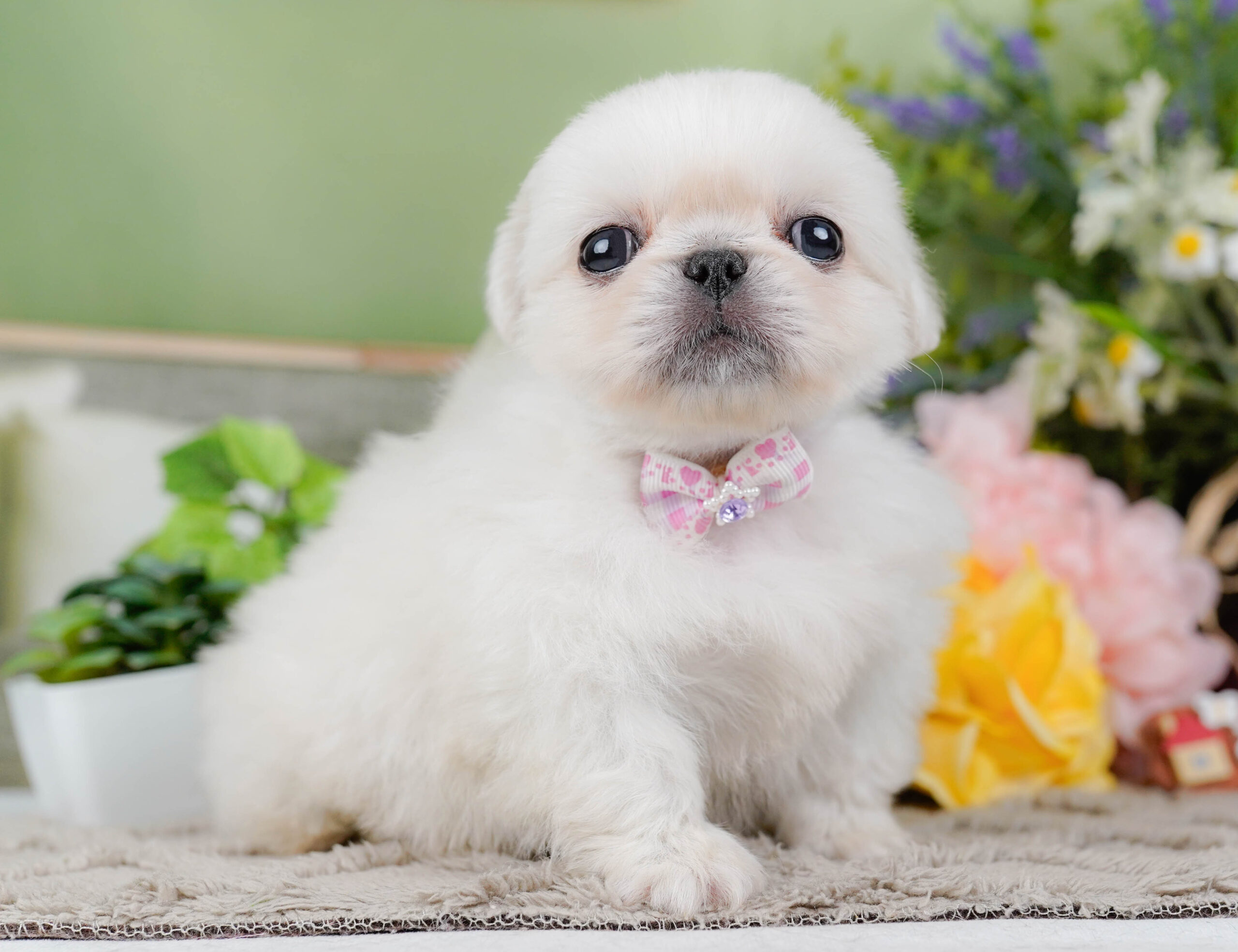 ペキニーズ | 女の子 | ホワイト | 2026年1月19日