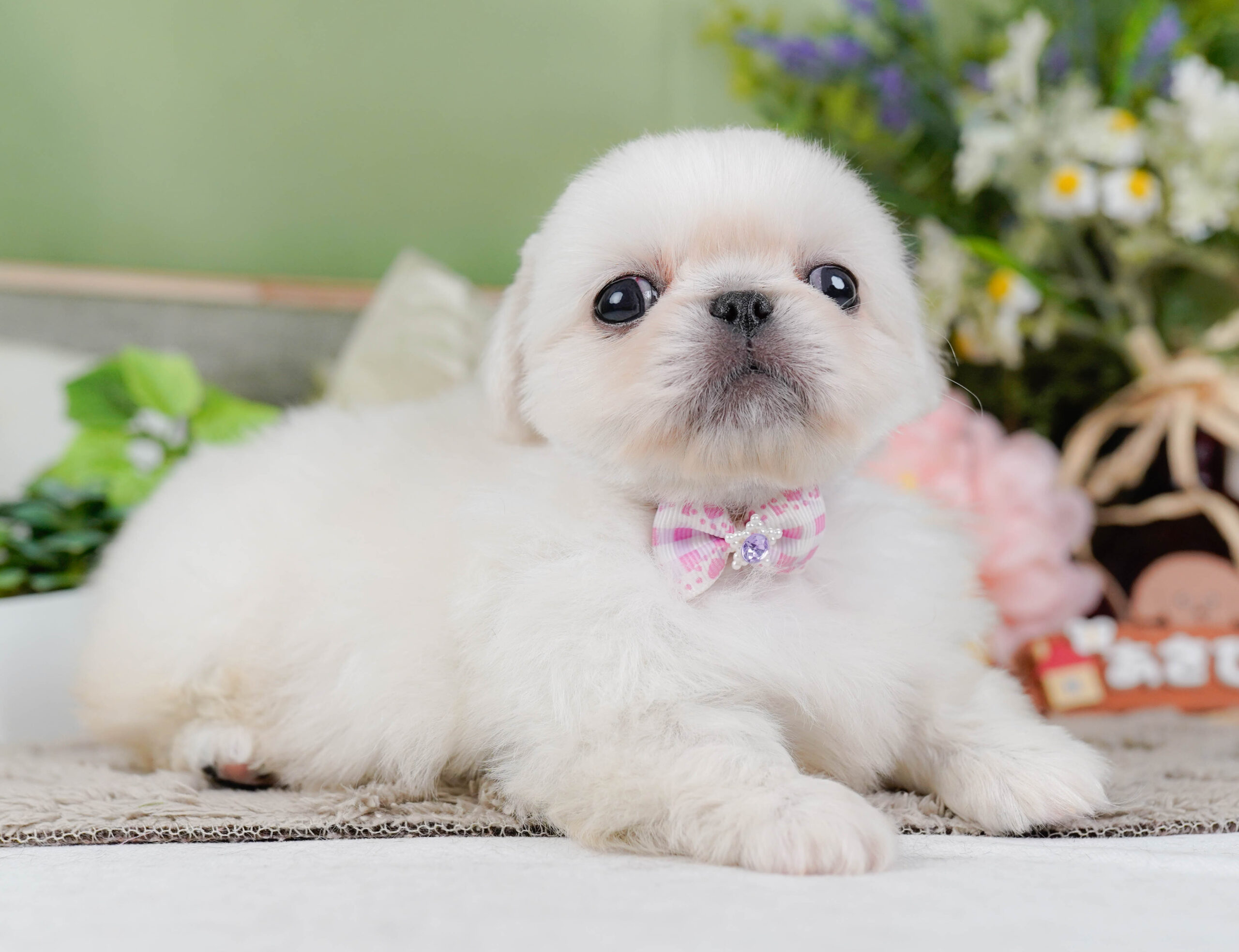 ペキニーズ | 女の子 | ホワイト | 2026年1月19日