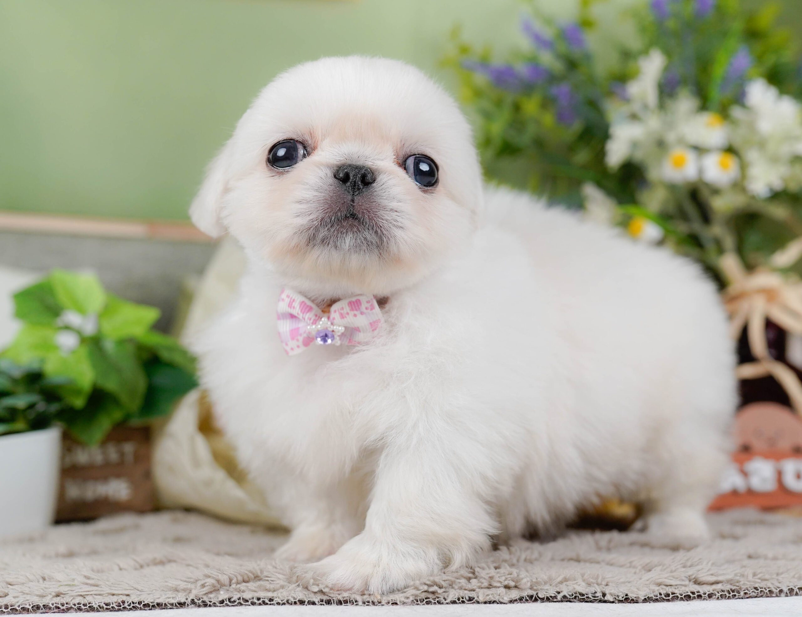ペキニーズ | 女の子 | ホワイト | 2026年1月19日