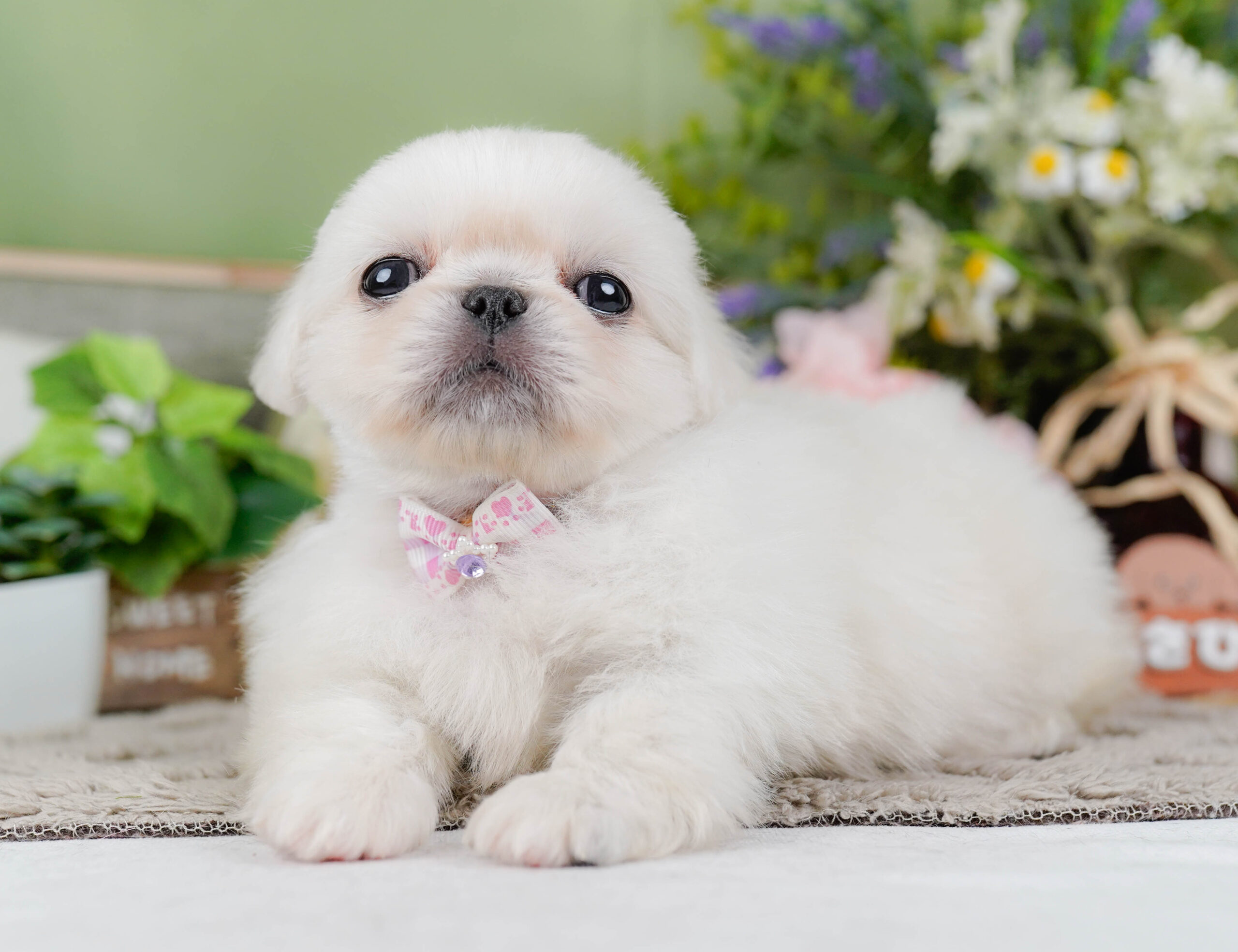 ペキニーズ | 女の子 | ホワイト | 2026年1月19日